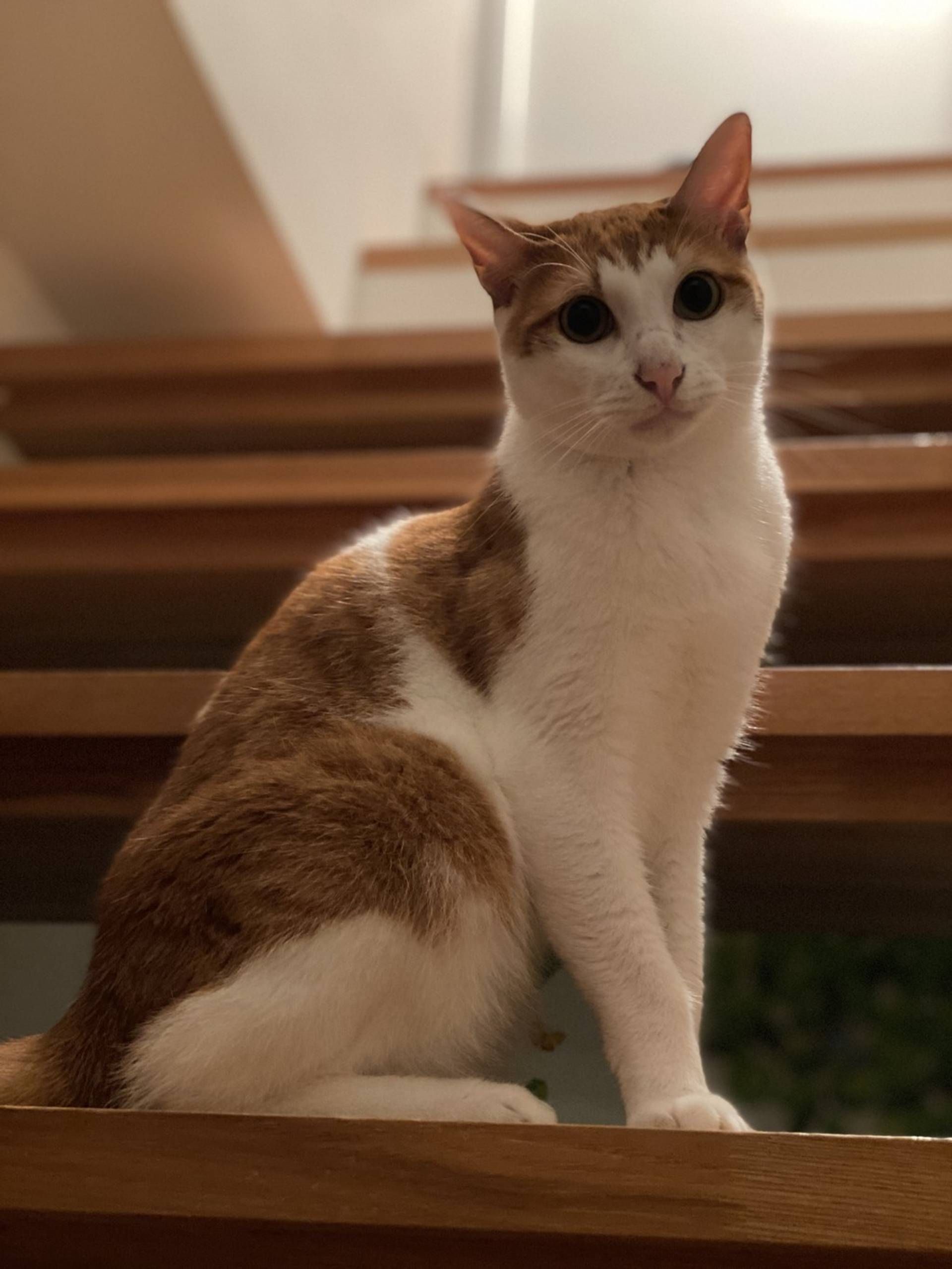 雑種（ミックス猫）・オスの里親募集の写真
