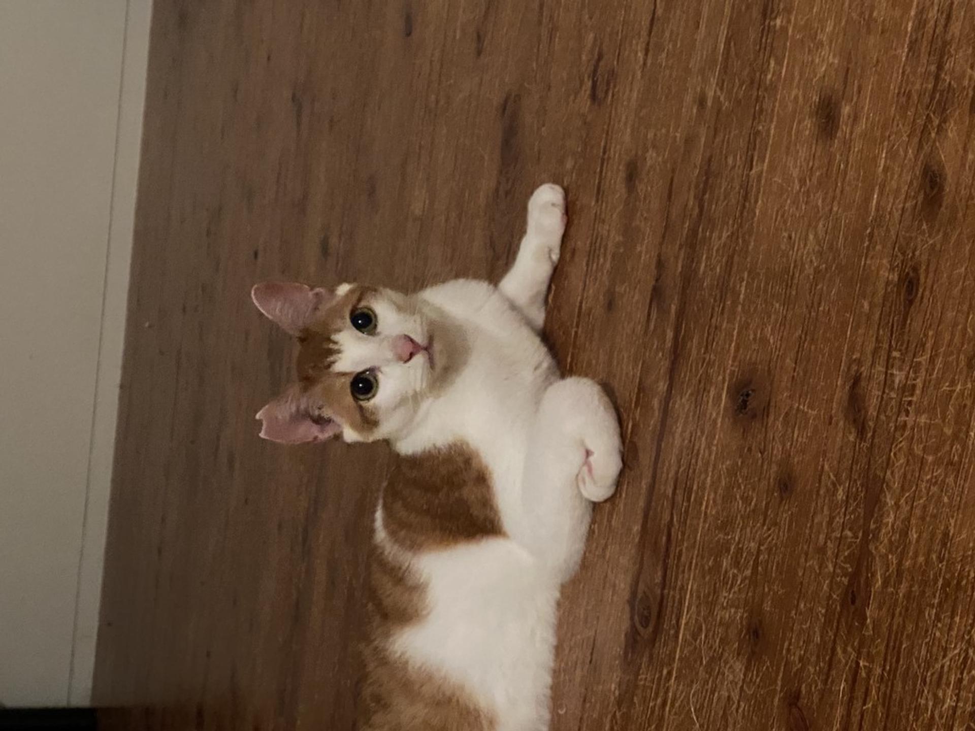pet-image-6