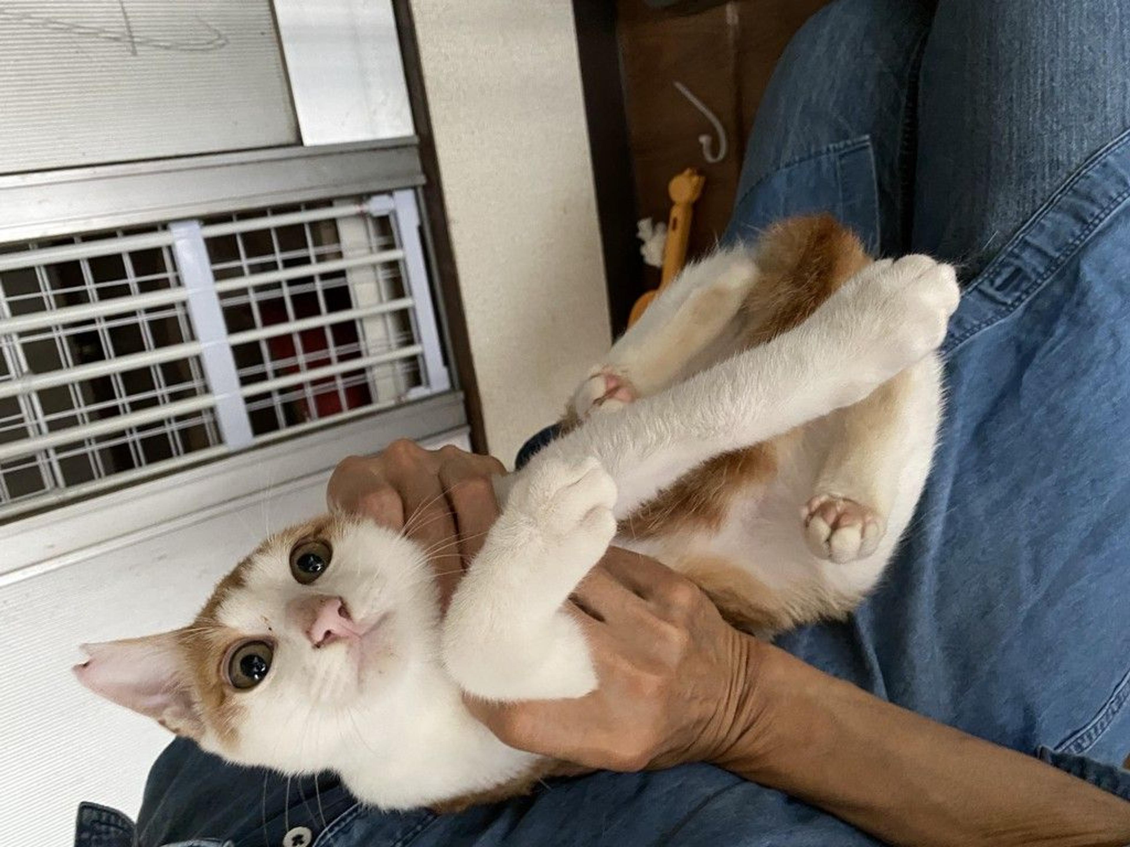 pet-image-4