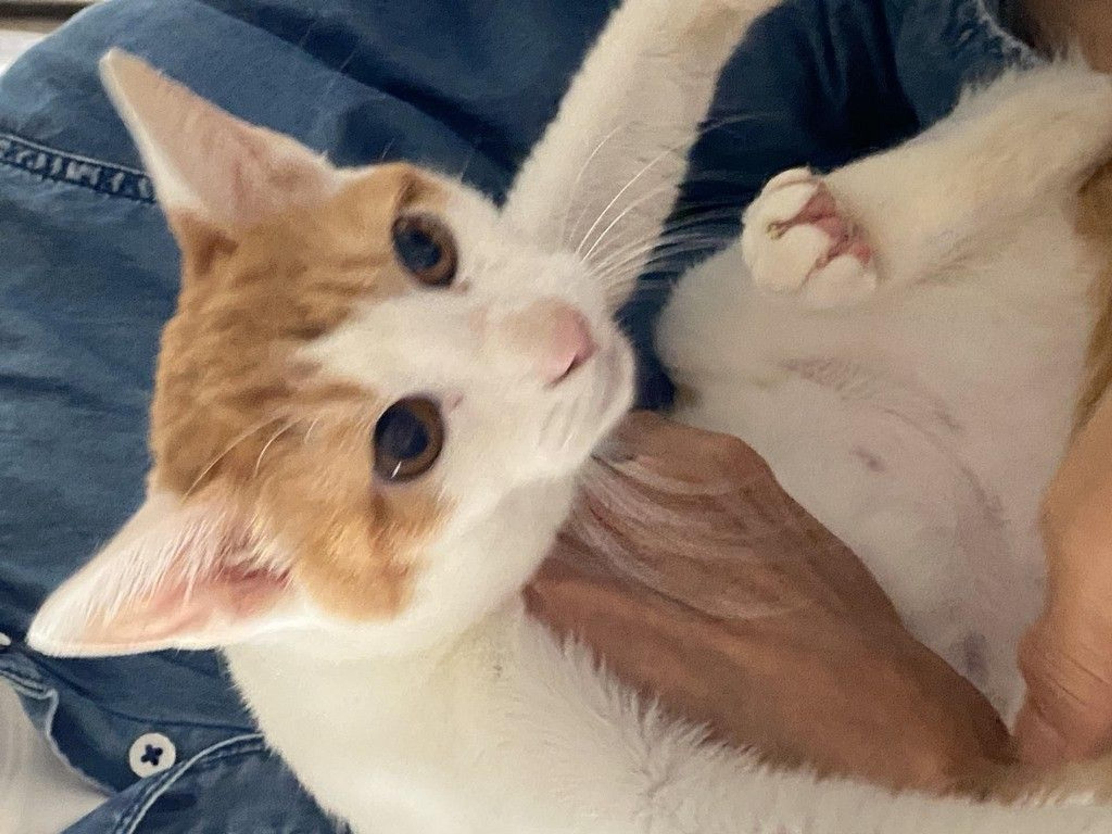 pet-image-2