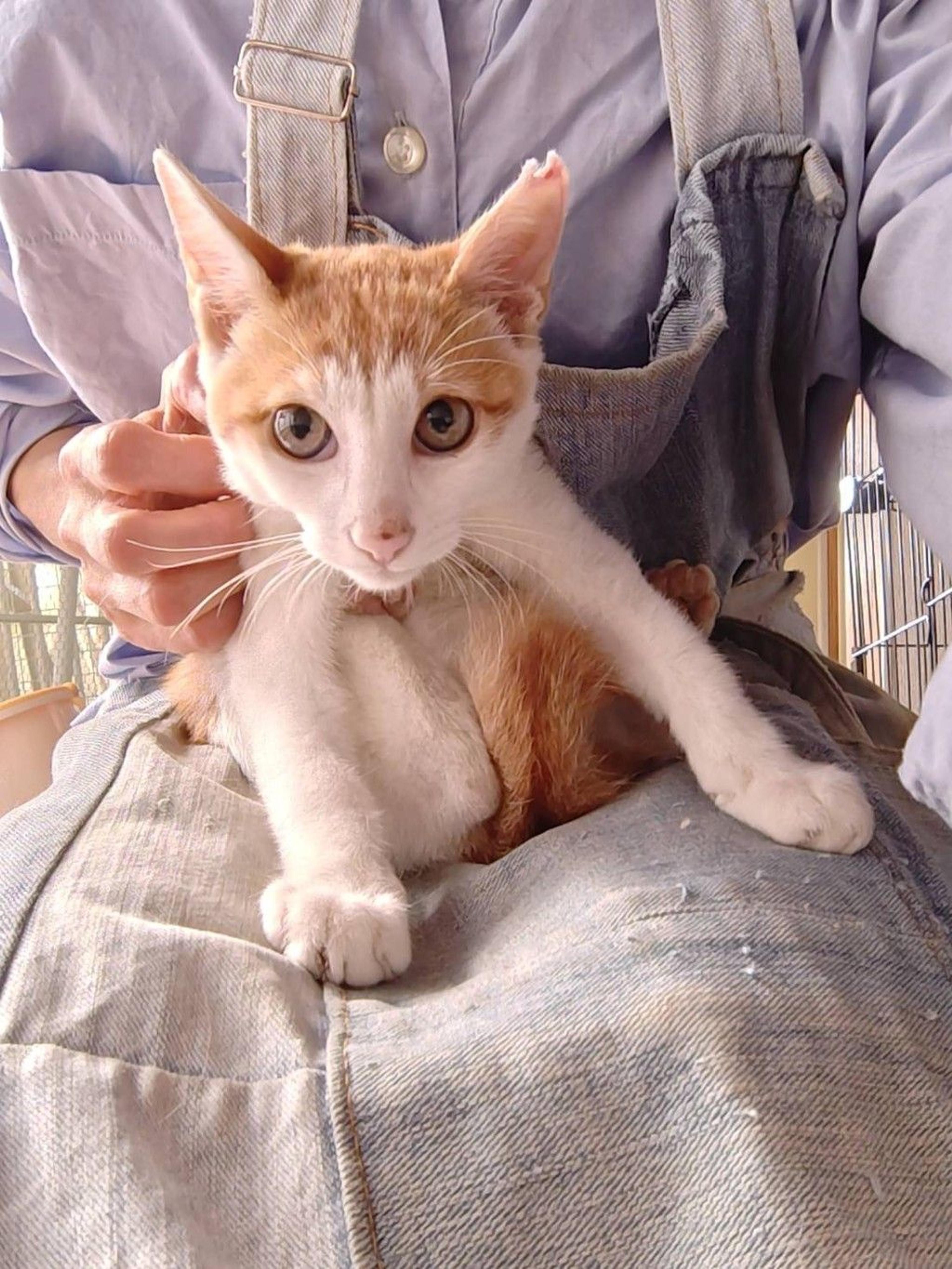 pet-image-5
