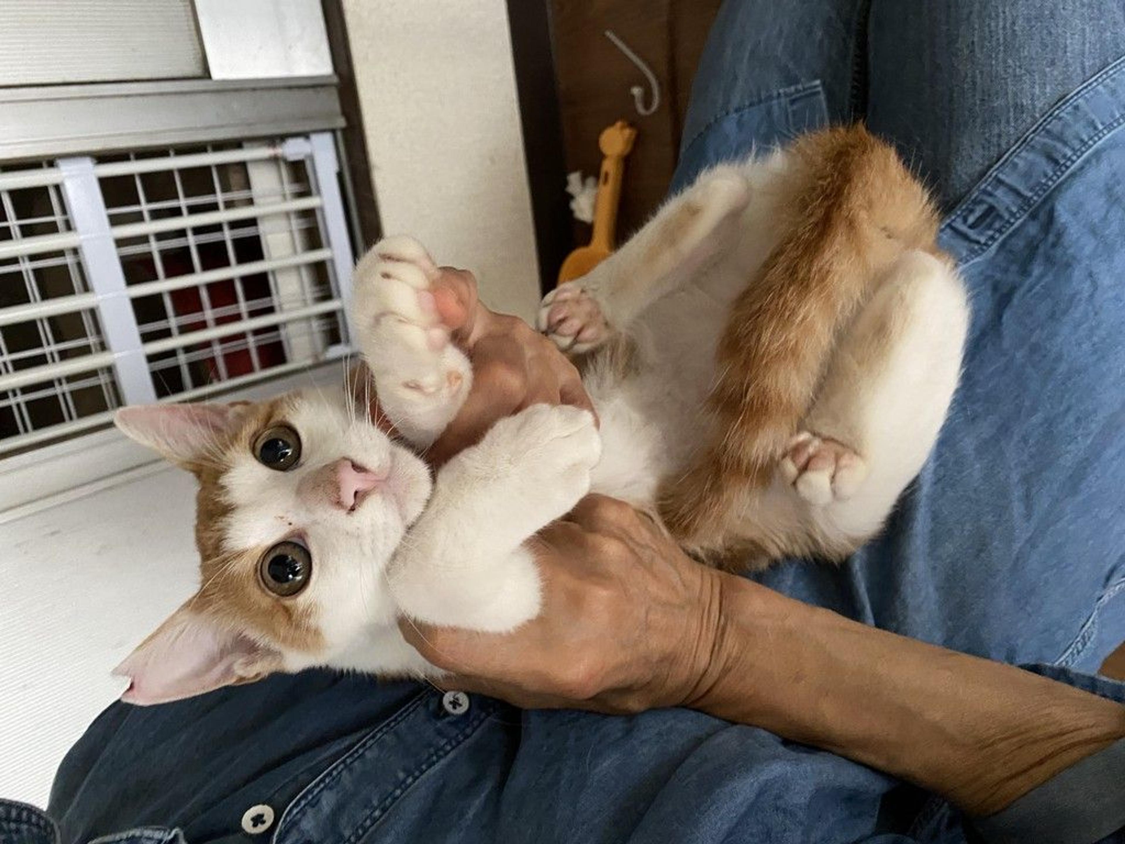 pet-image-3