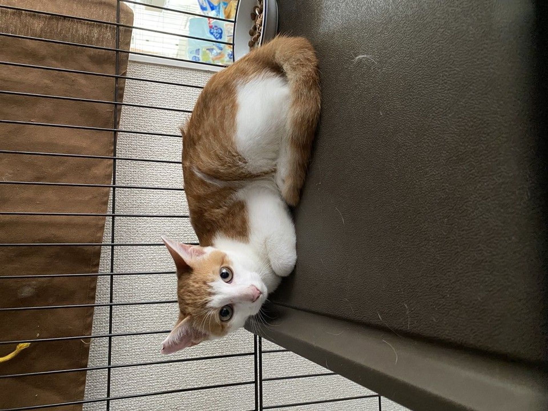 雑種（ミックス猫）・オスの里親募集の写真