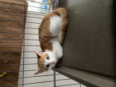 テテ