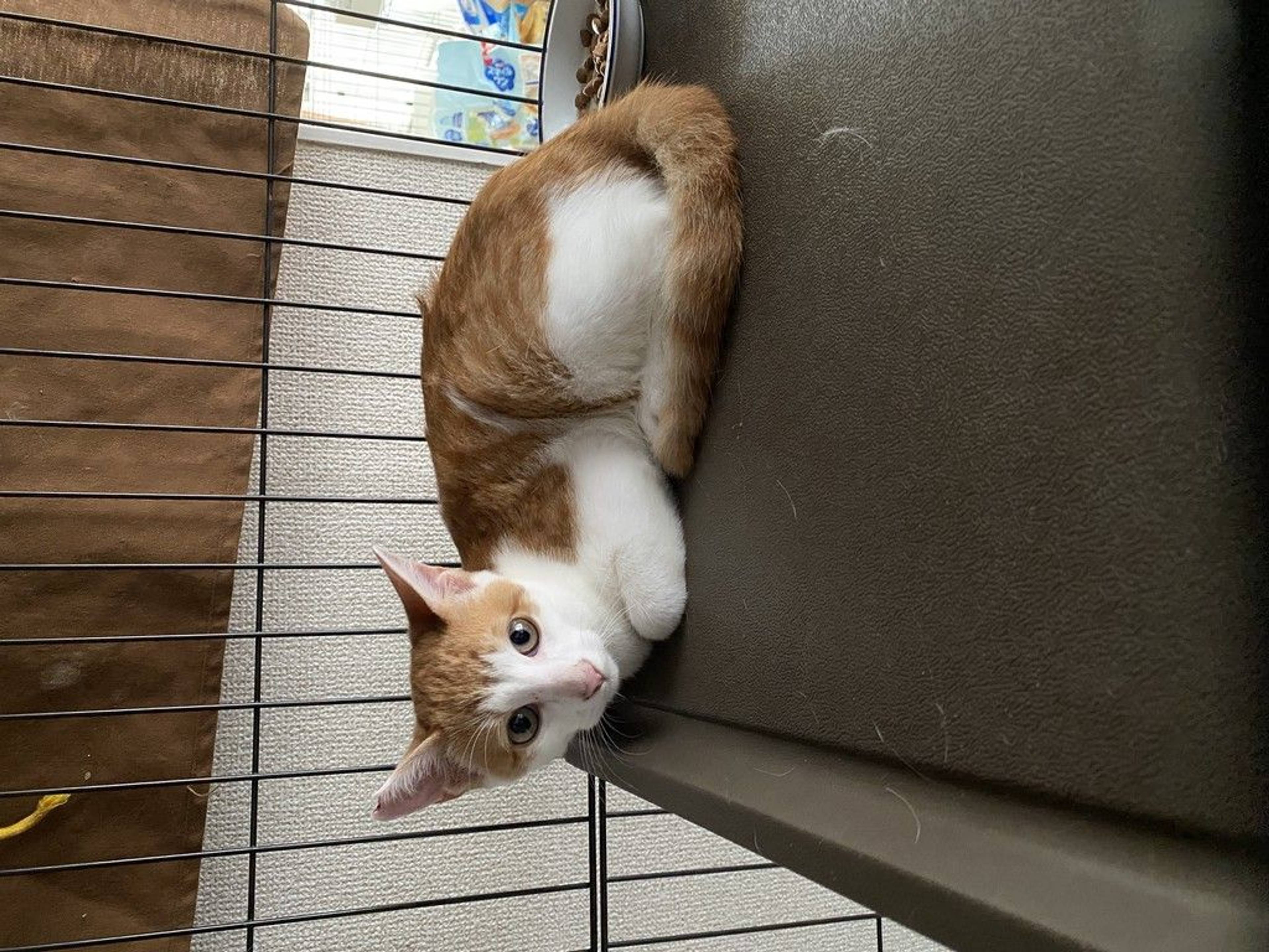 雑種（ミックス猫）・オスの里親募集の写真