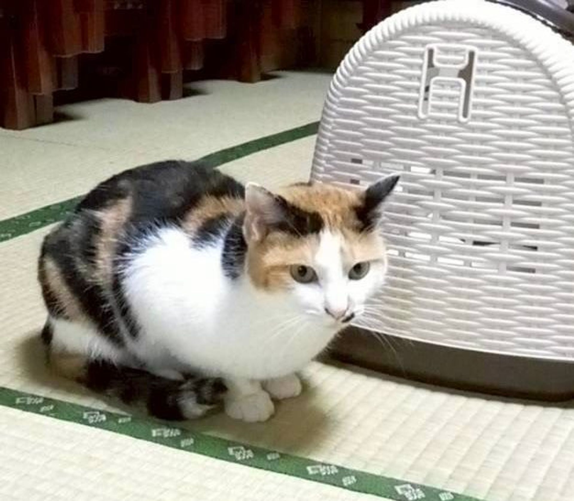 雑種（ミックス猫）・メスの里親募集の写真