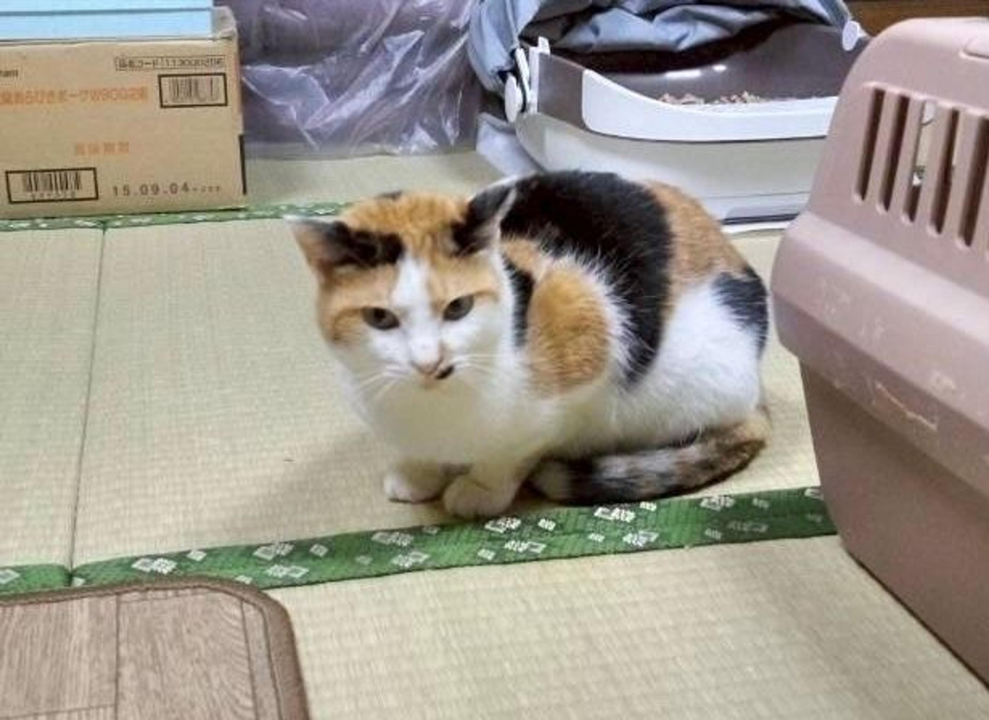 pet-image-2