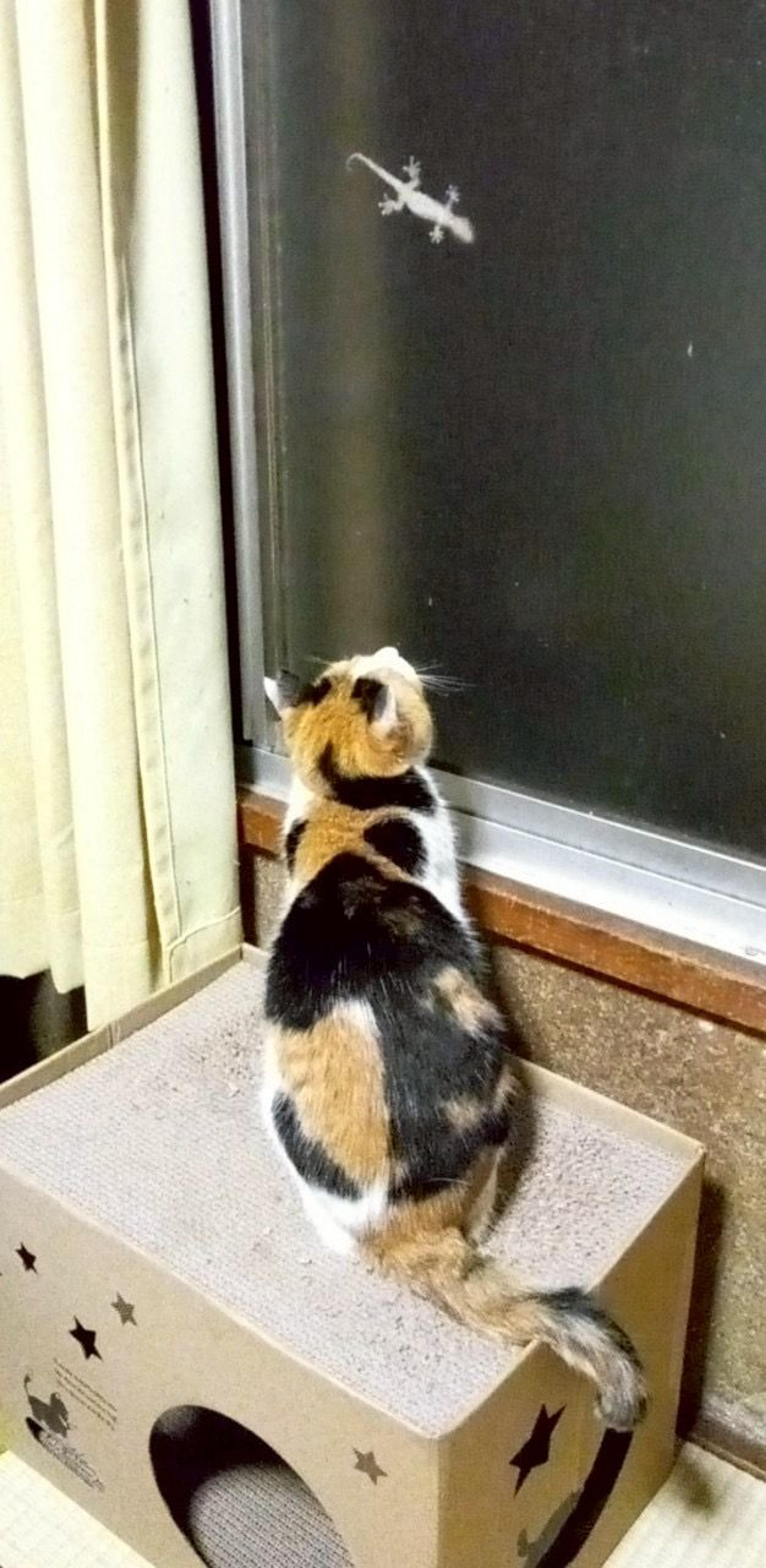 pet-image-4