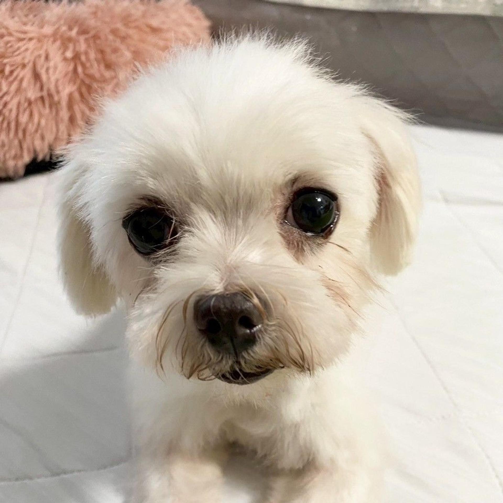 pet-image-3