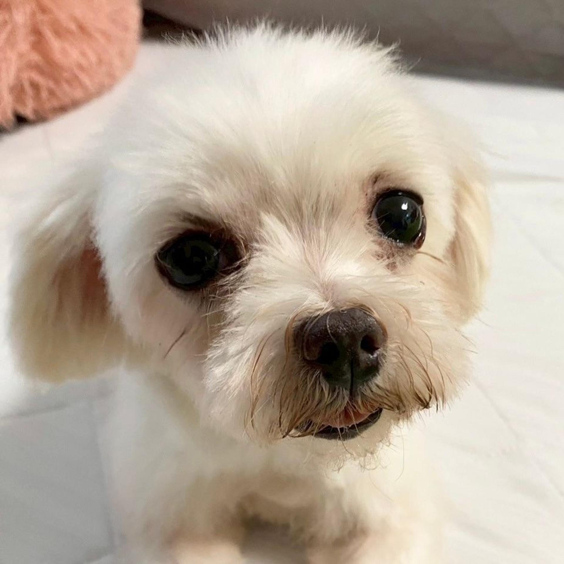 pet-image-6