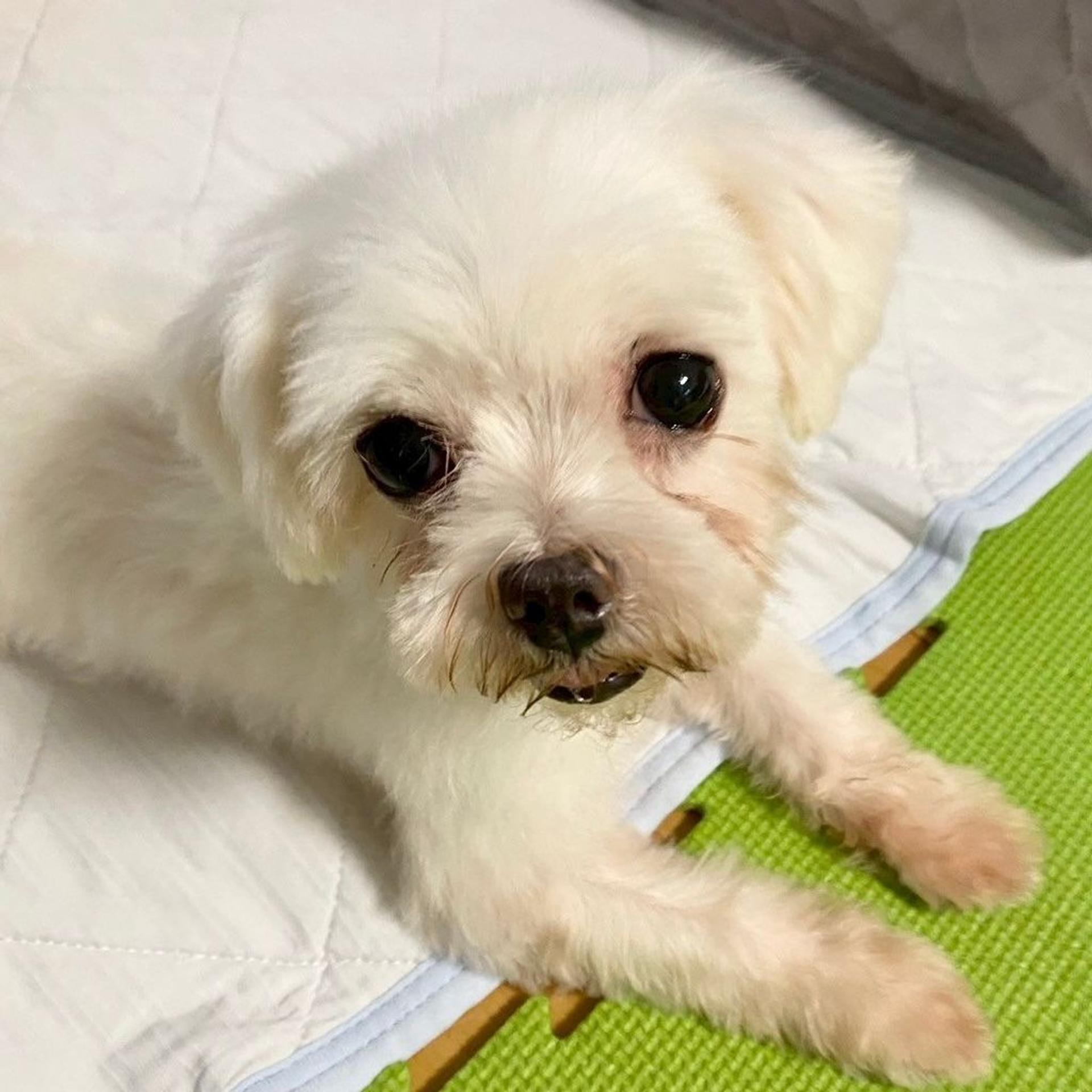 pet-image-4