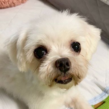 ラクティスちゃん