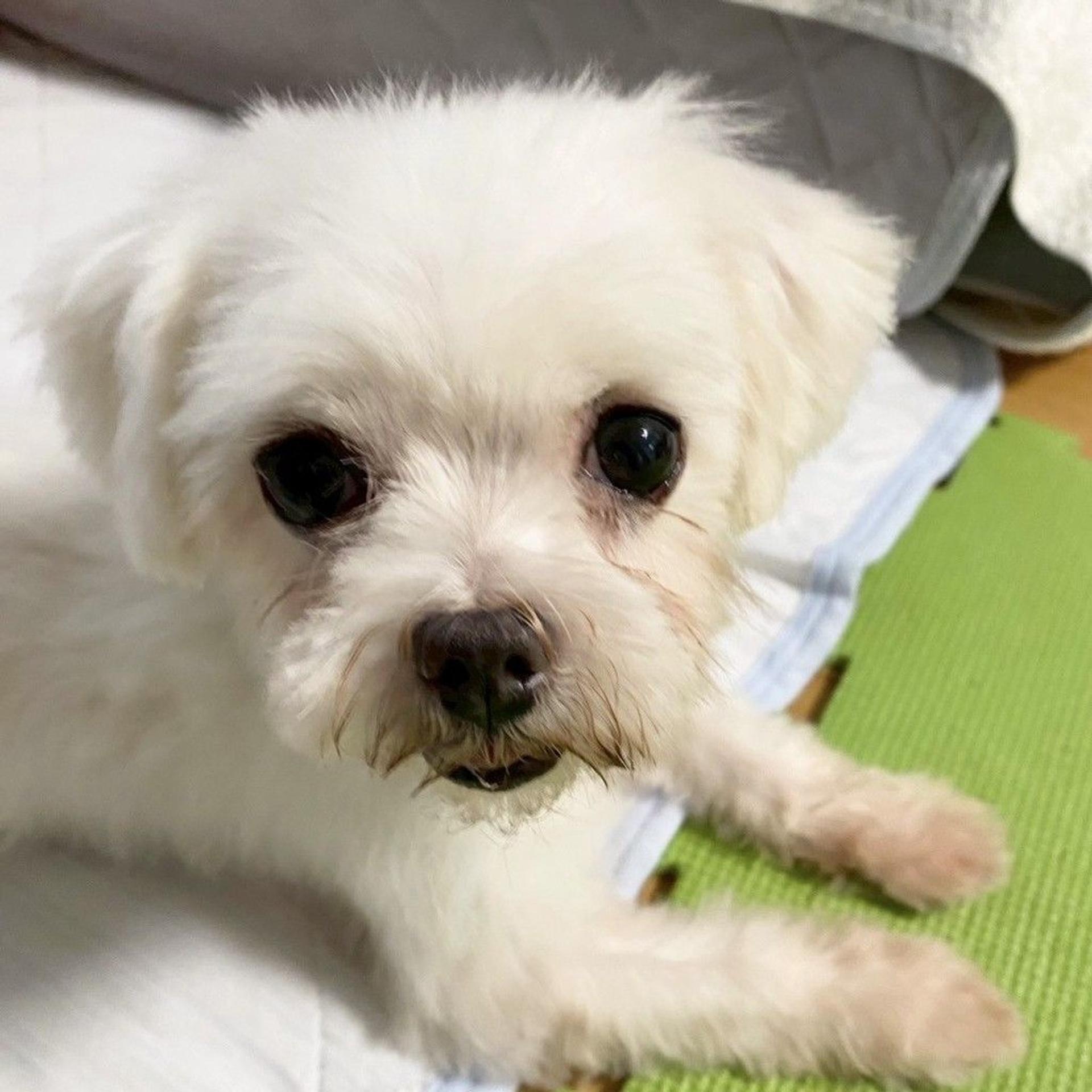 pet-image-5
