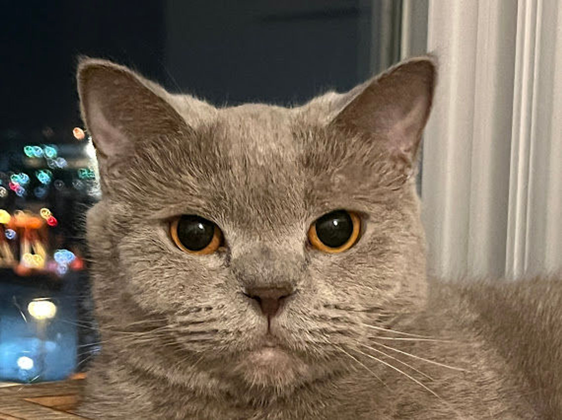 ブリティッシュショートヘア・メスの里親募集の写真