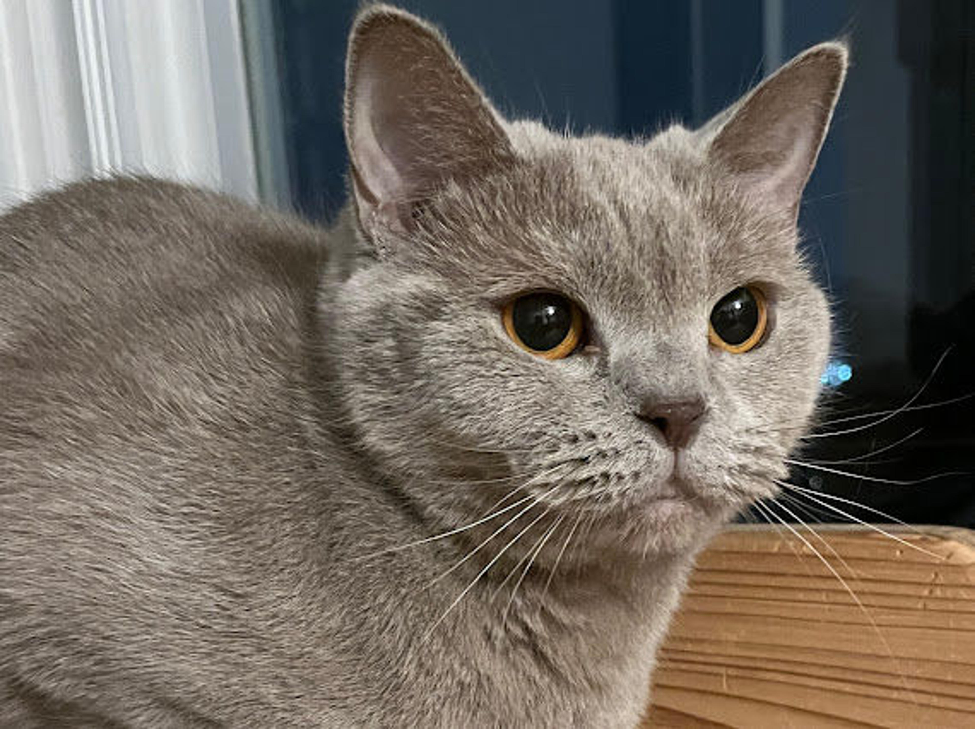 pet-image-3