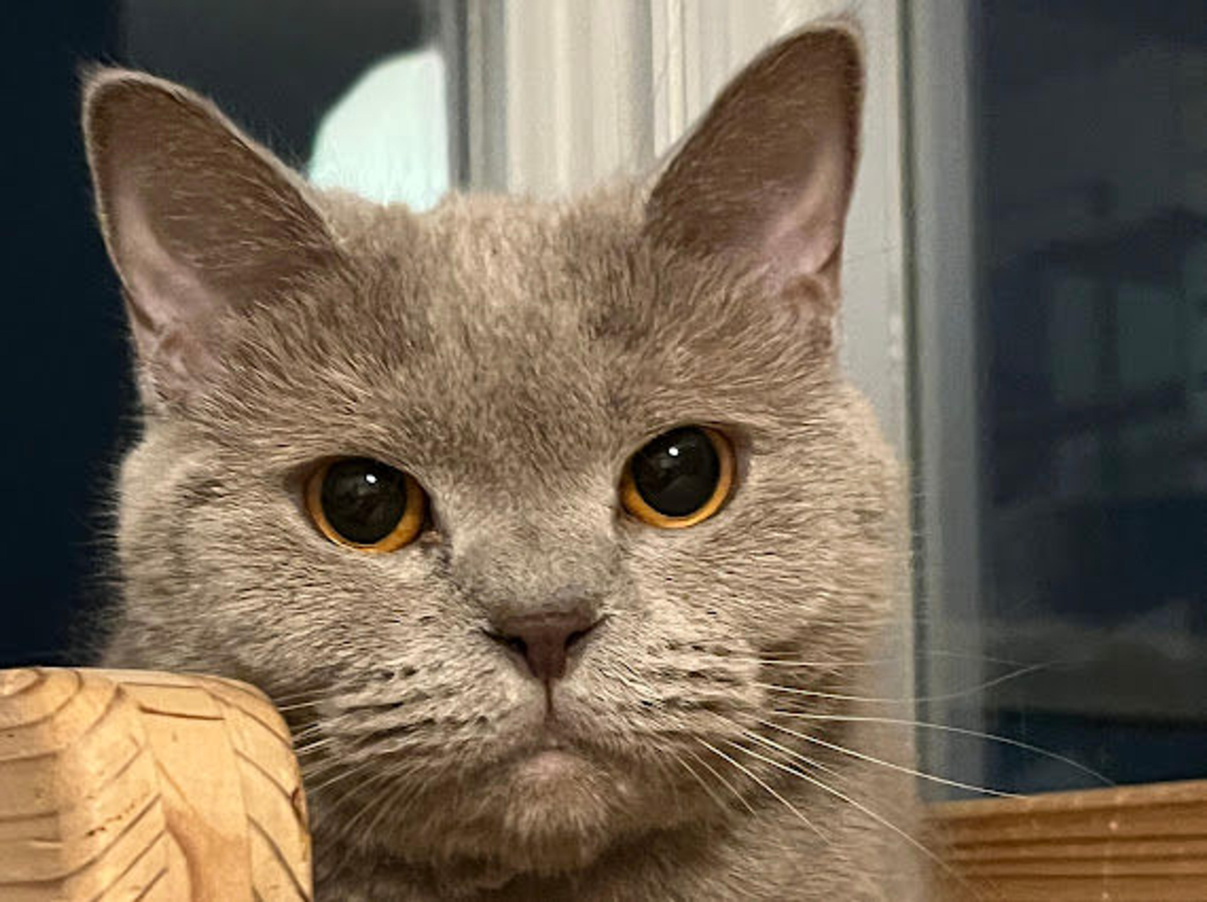 pet-image-4
