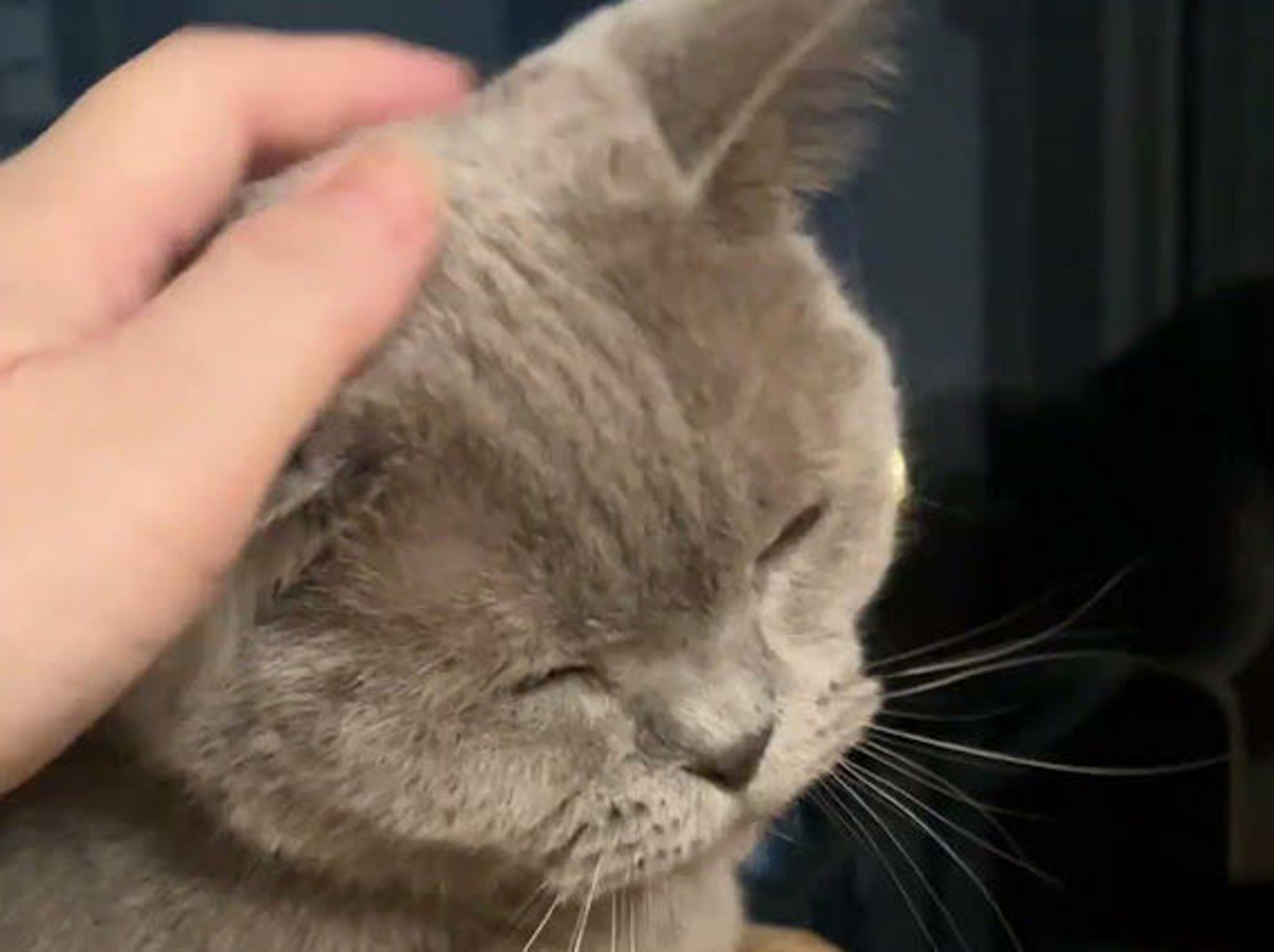 pet-image-5