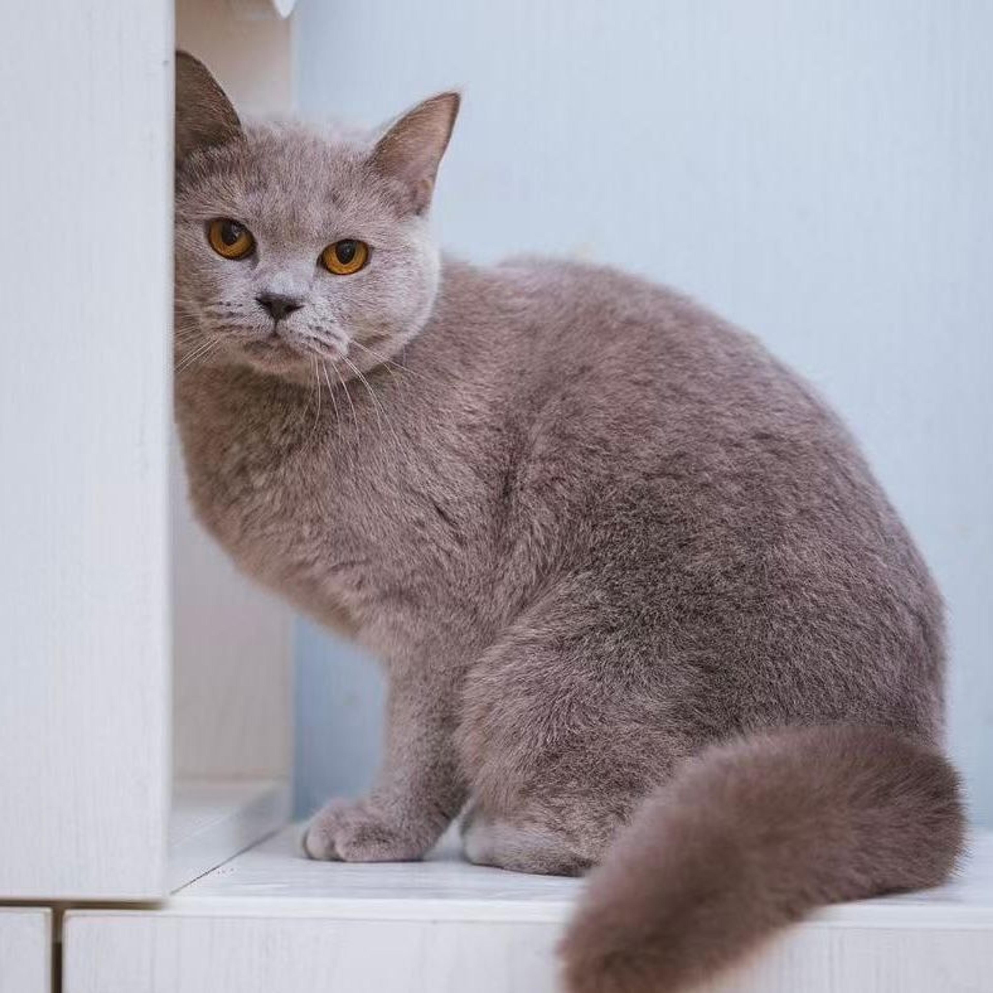 pet-image-6
