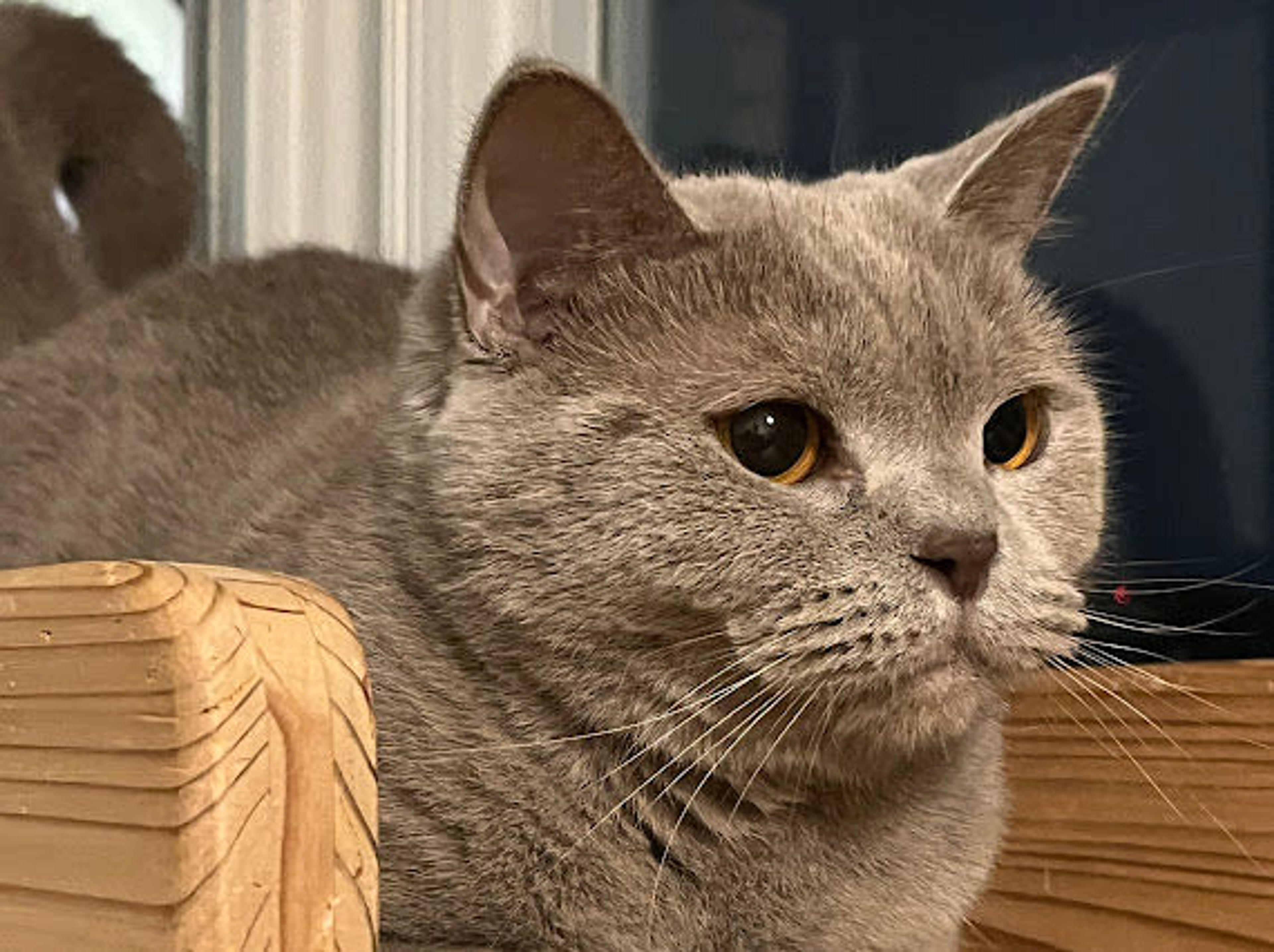 pet-image-7