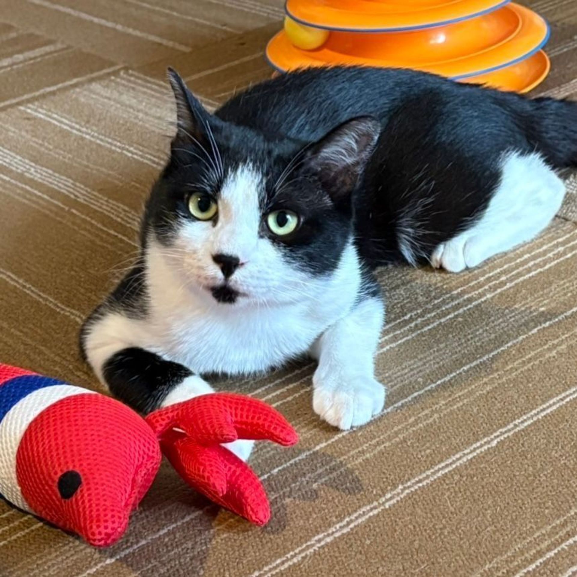 雑種（ミックス猫）・オスの里親募集の写真