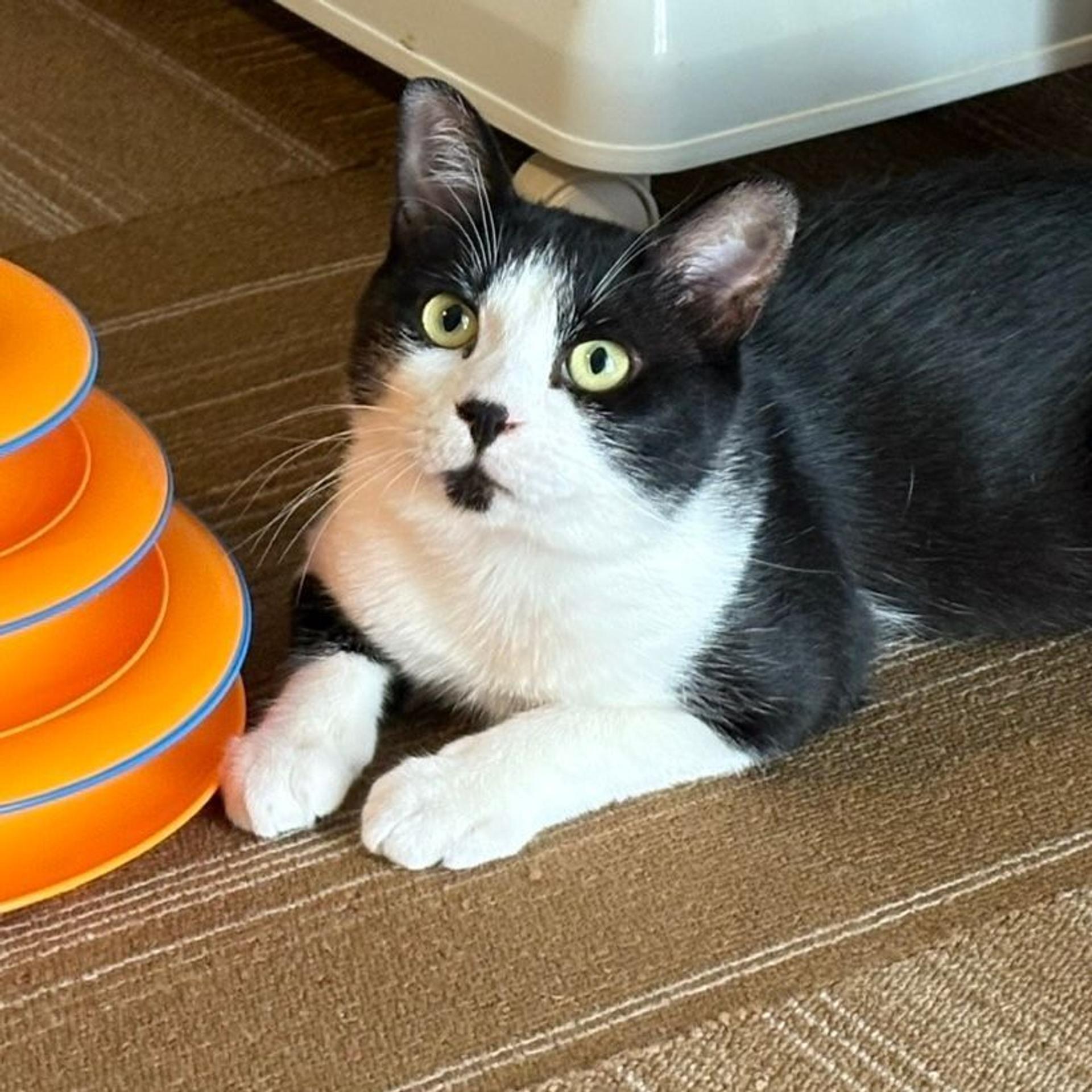pet-image-2