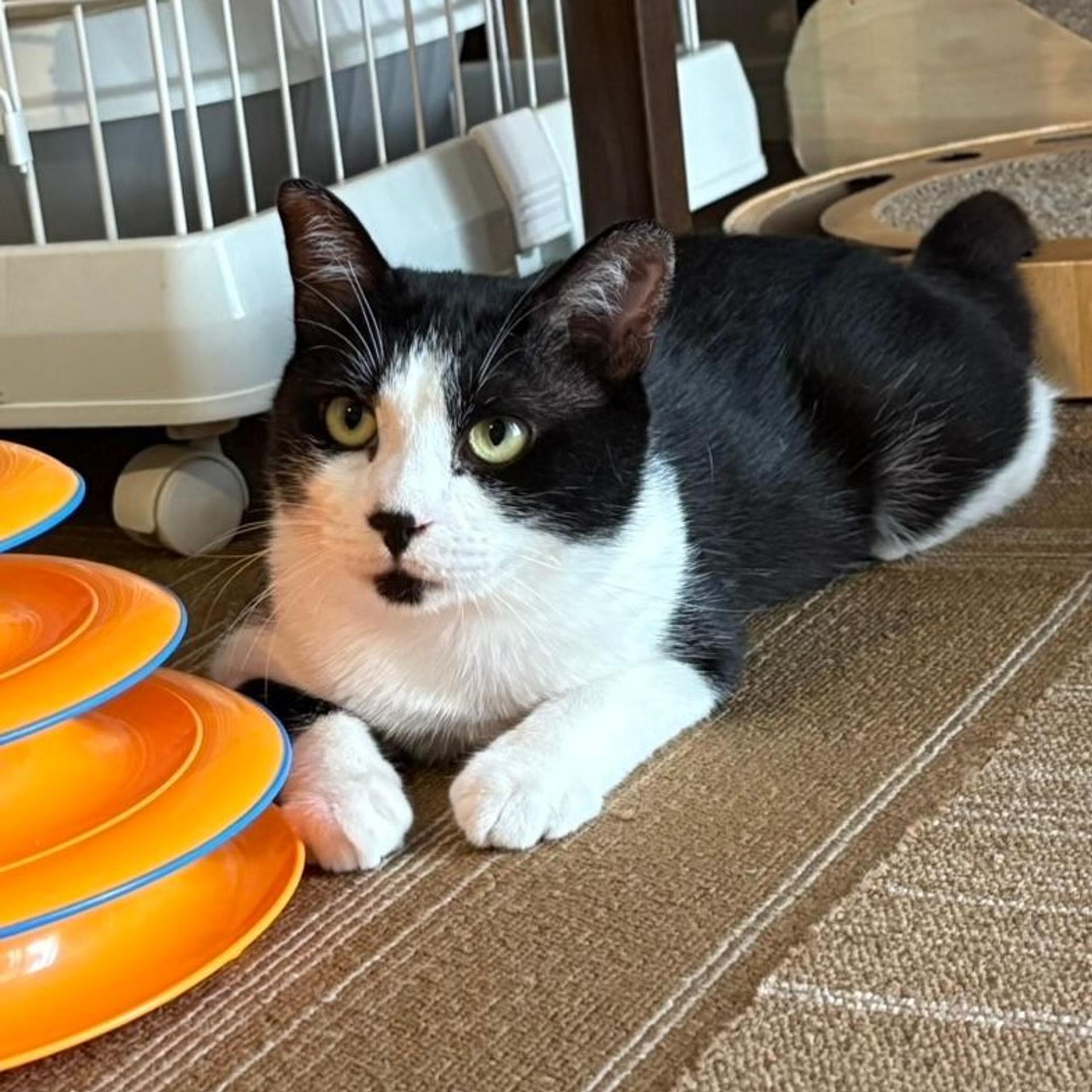 pet-image-3