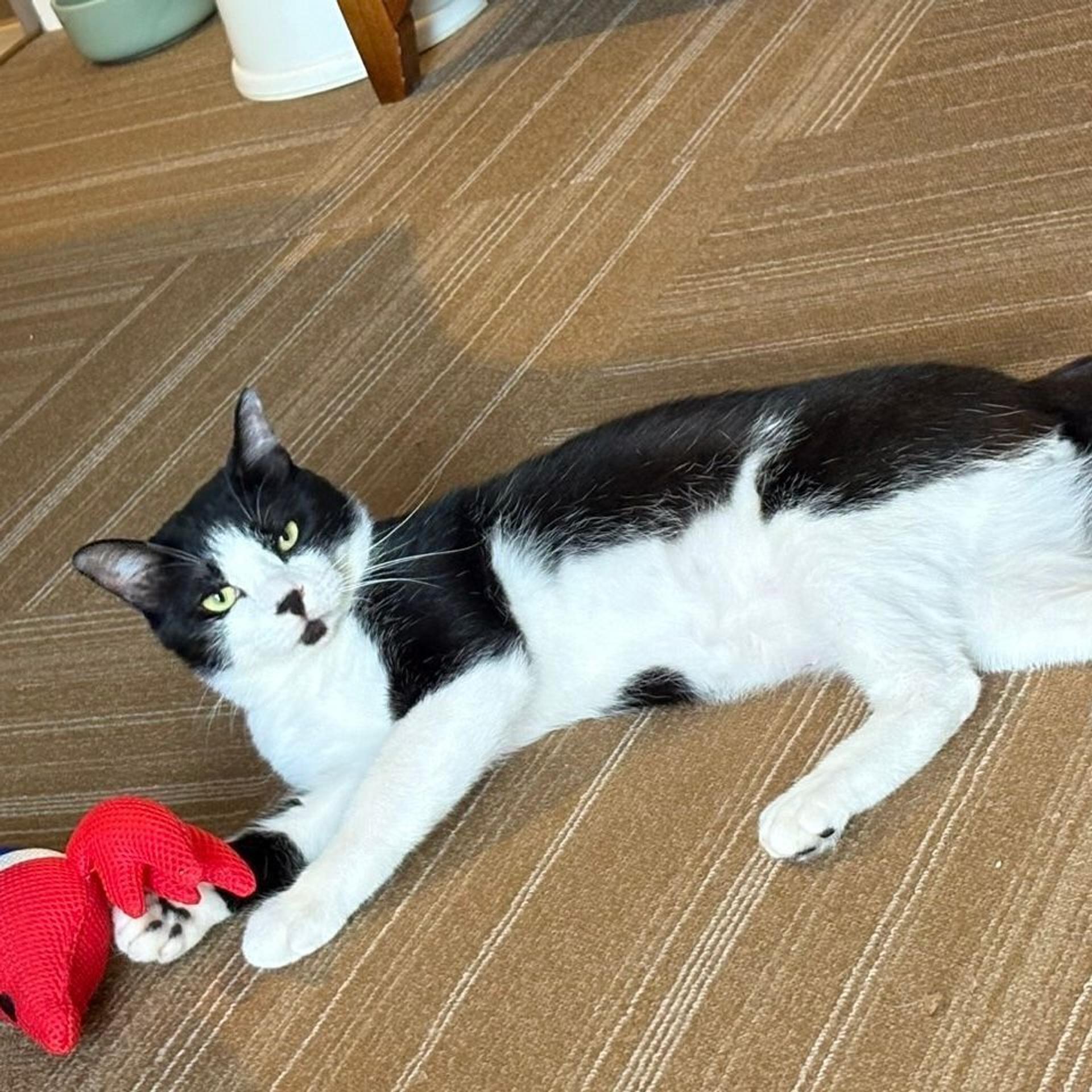 pet-image-4