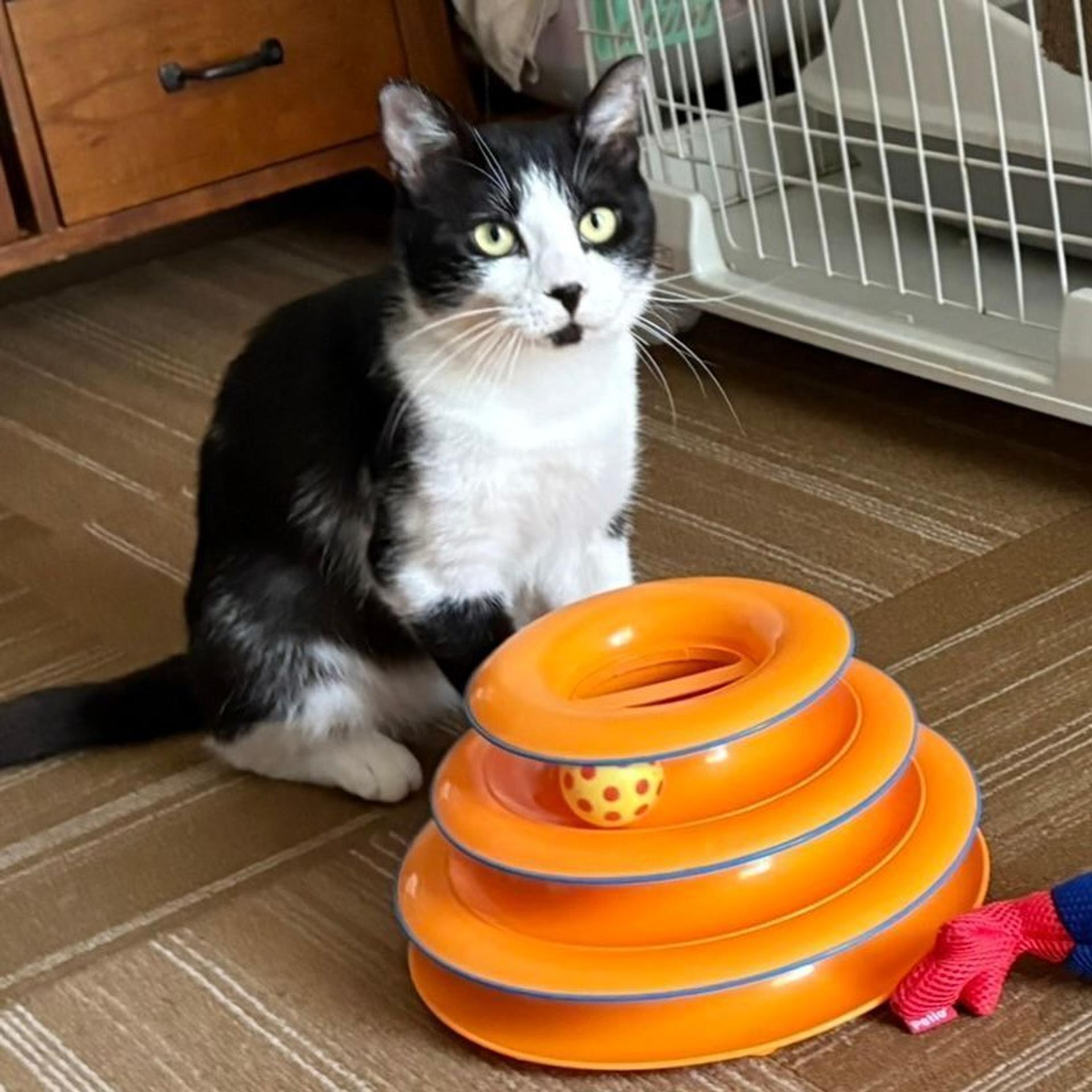 pet-image-6