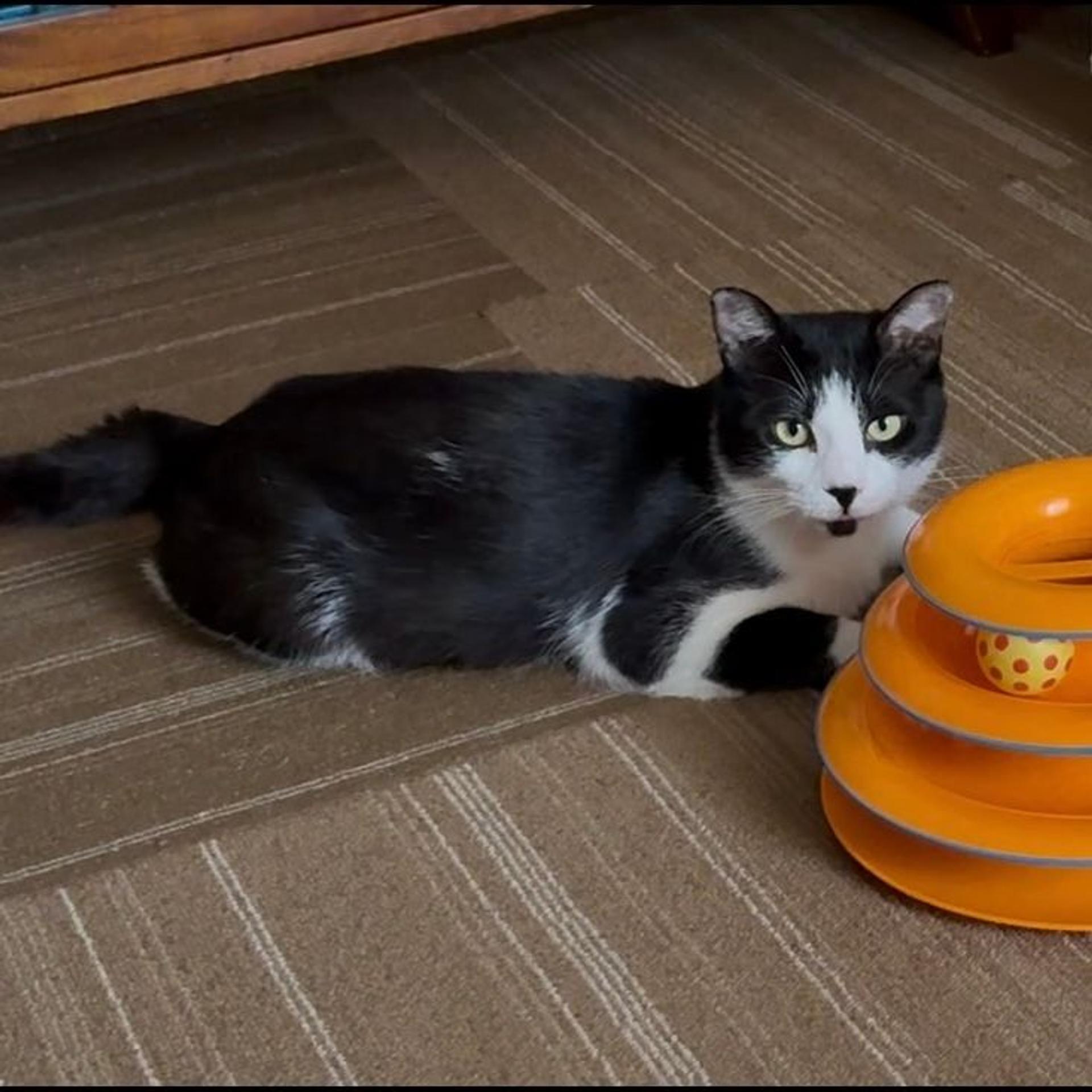 pet-image-7