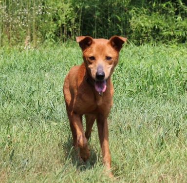 雑種（ミックス犬）・メスの里親募集の写真