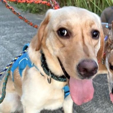 ラブラドール・レトリーバー・オスの里親募集の写真