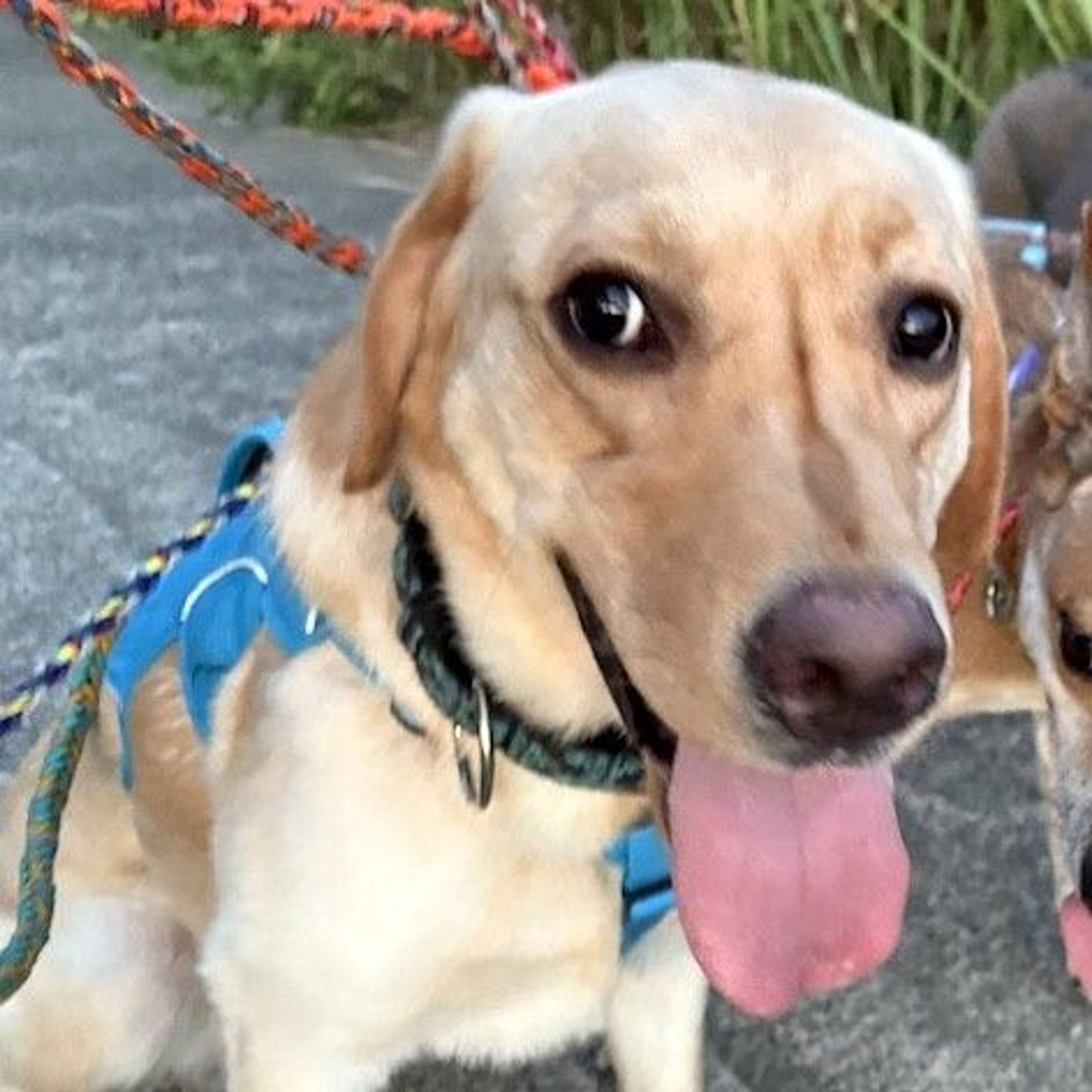 ラブラドール・レトリーバー・オスの里親募集の写真