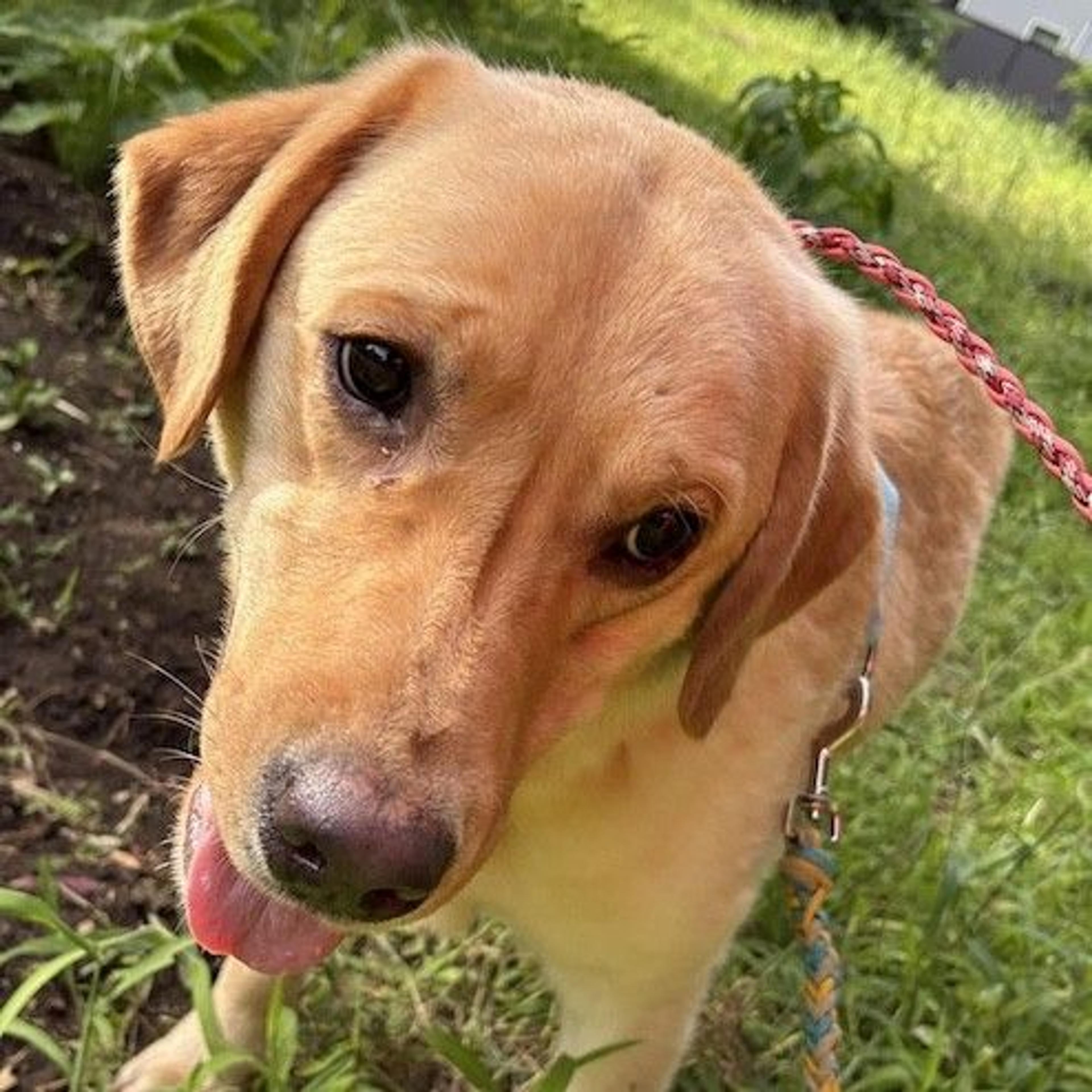 pet-image-2
