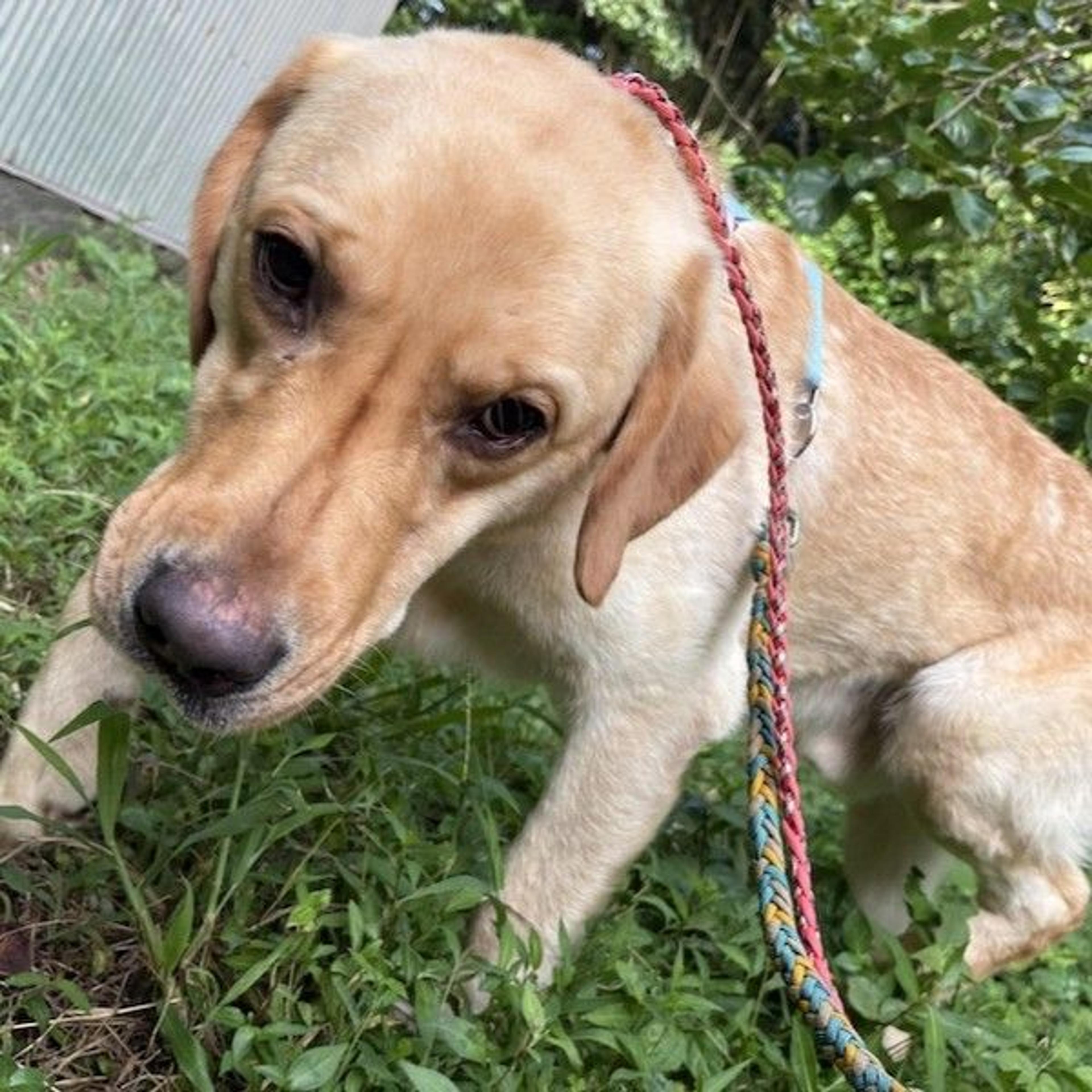 pet-image-3
