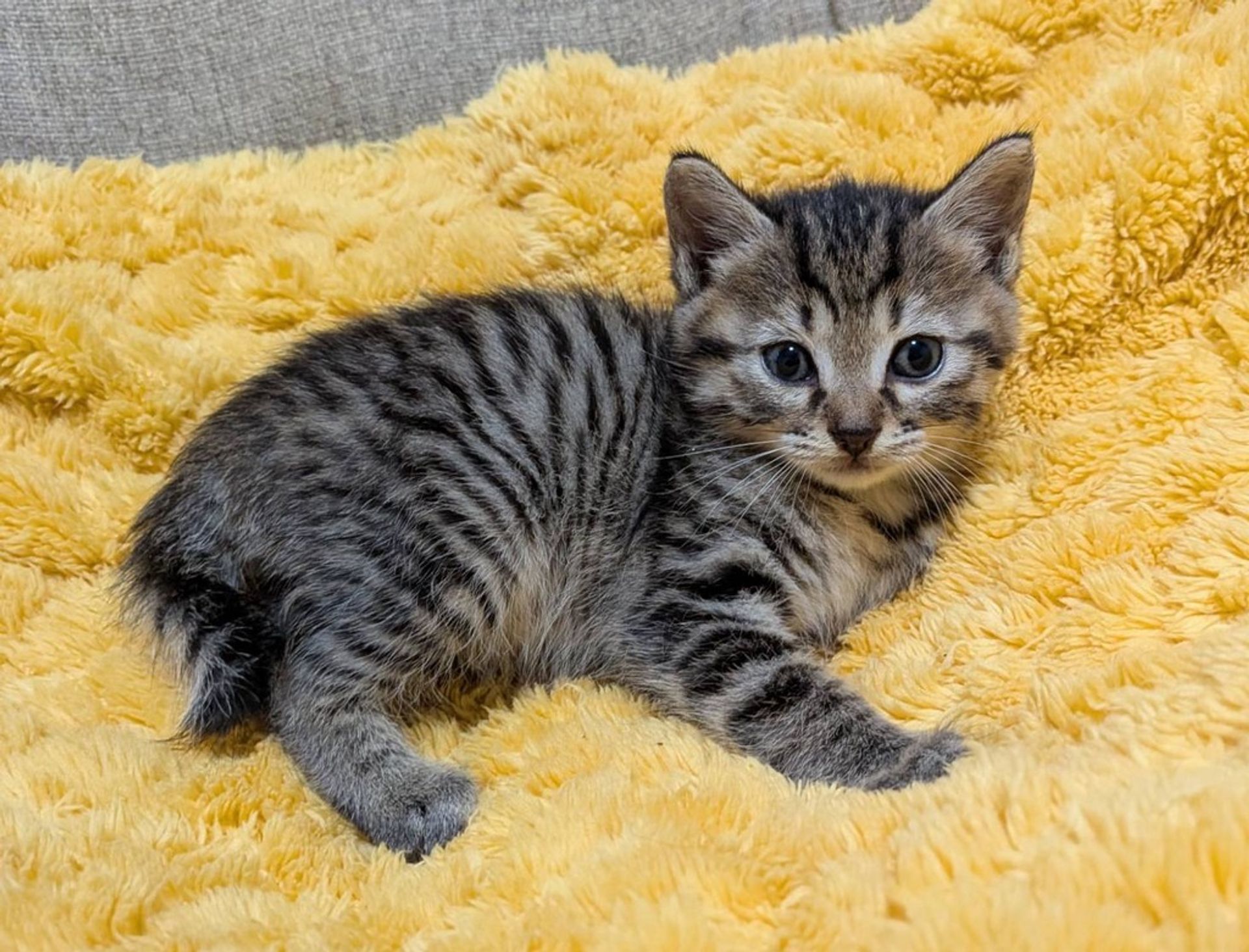 雑種（ミックス猫）・メスの里親募集の写真