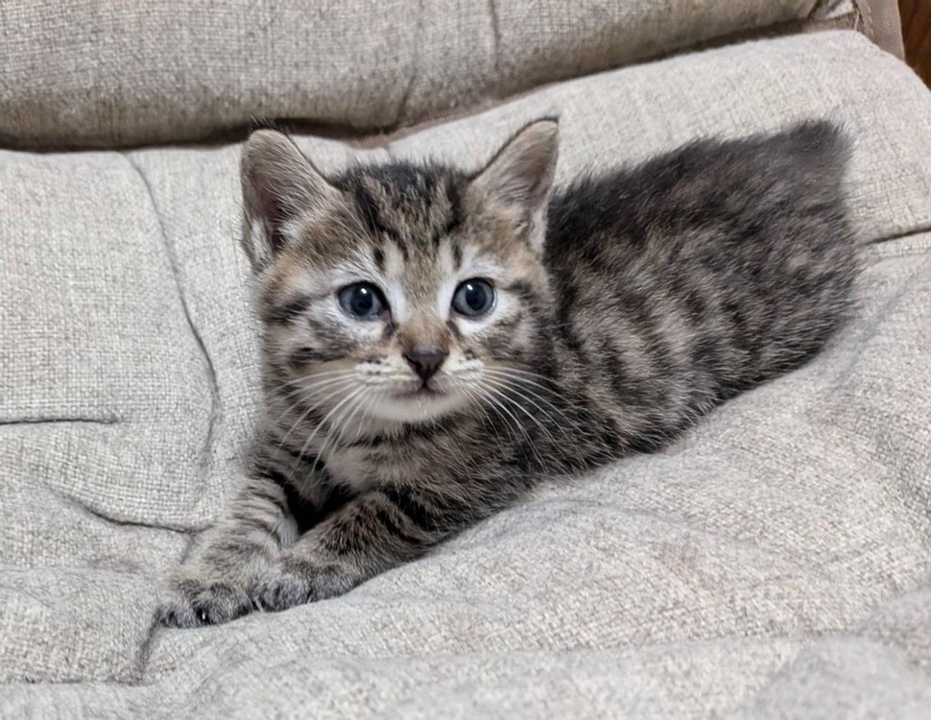 pet-image-3