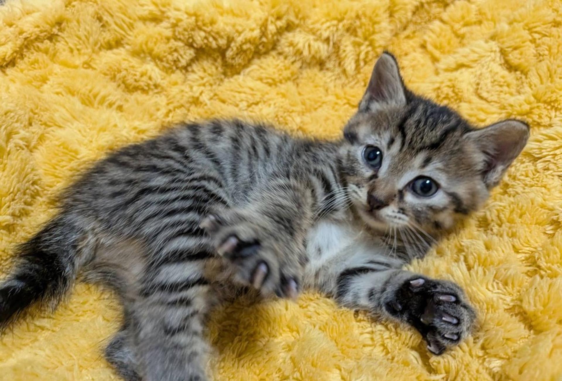 pet-image-5