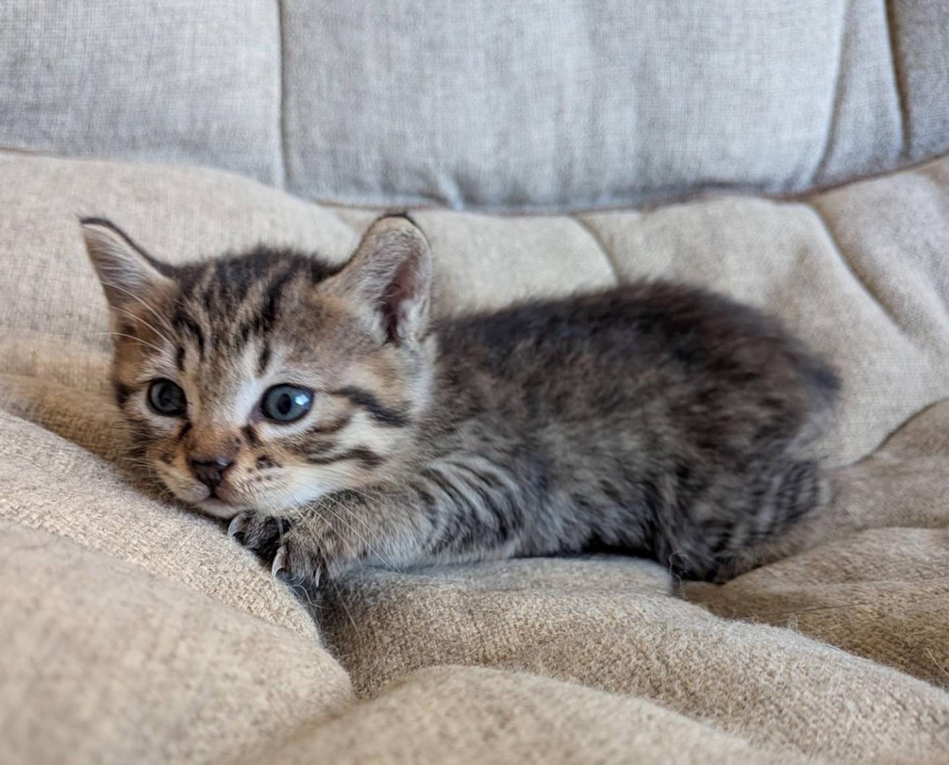 pet-image-4