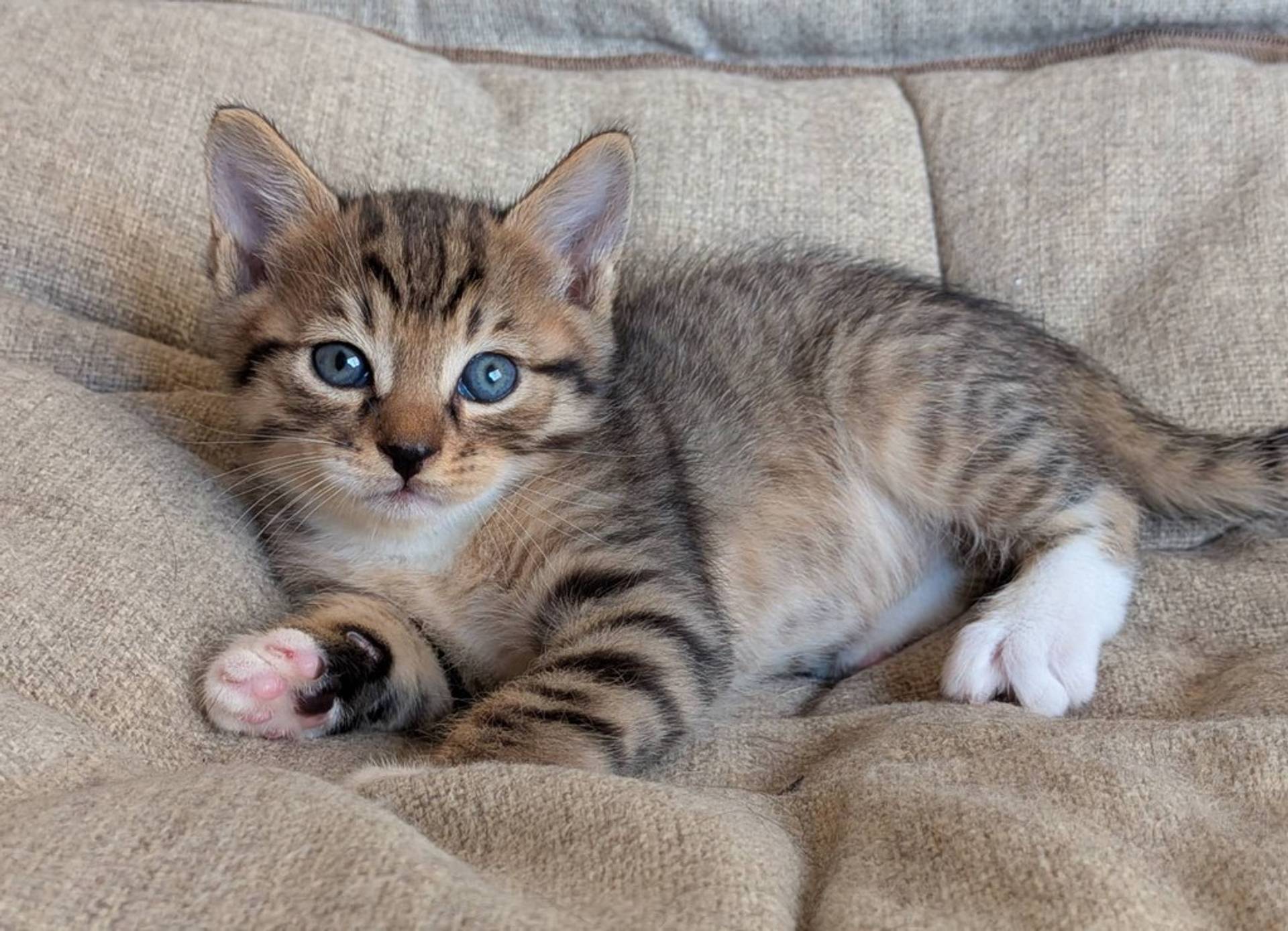 雑種（ミックス猫）・オスの里親募集の写真