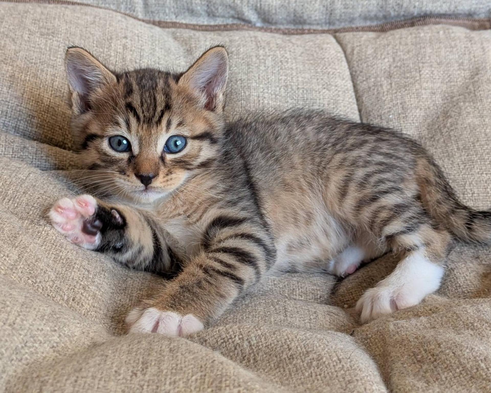 pet-image-2