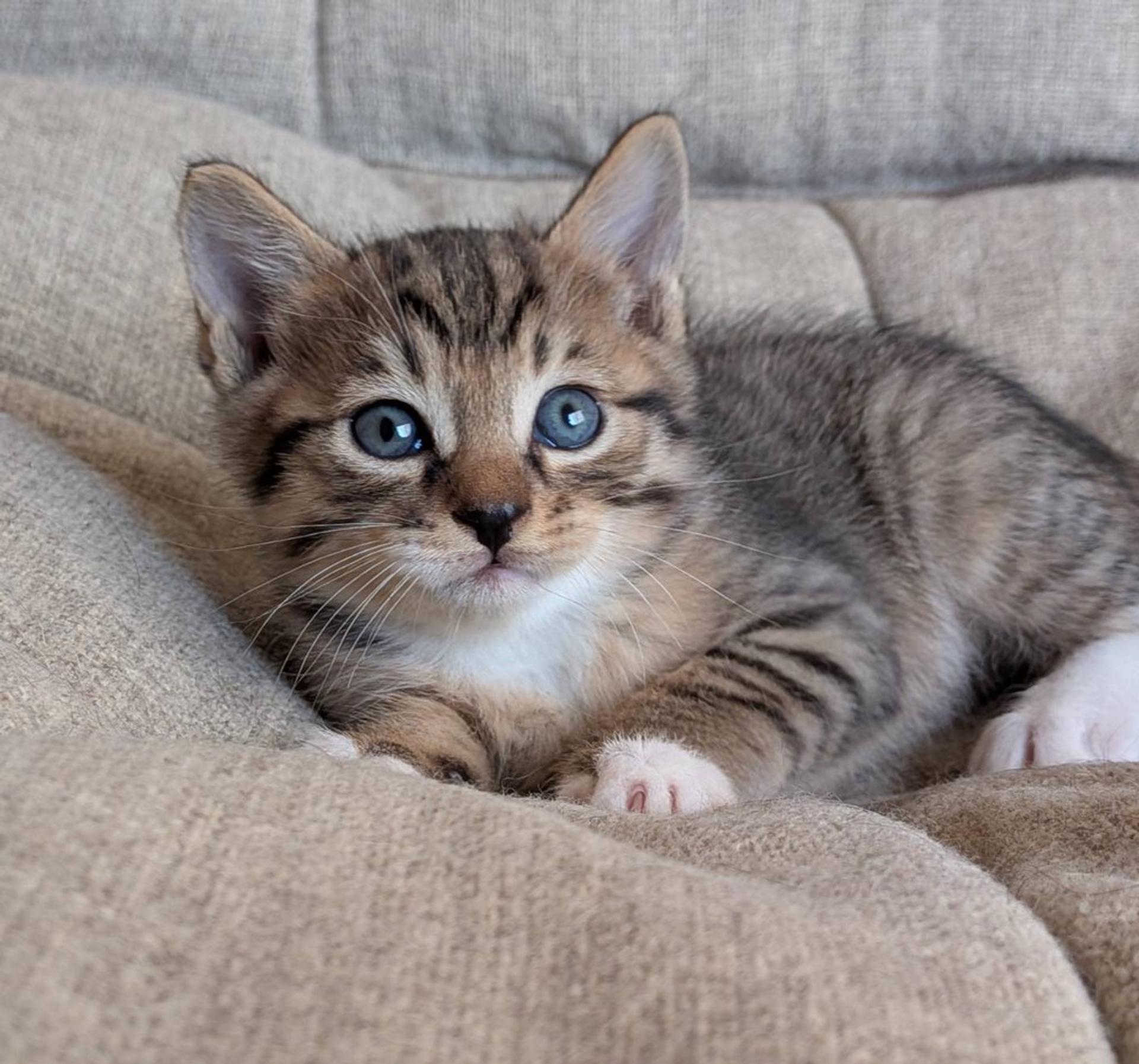pet-image-4