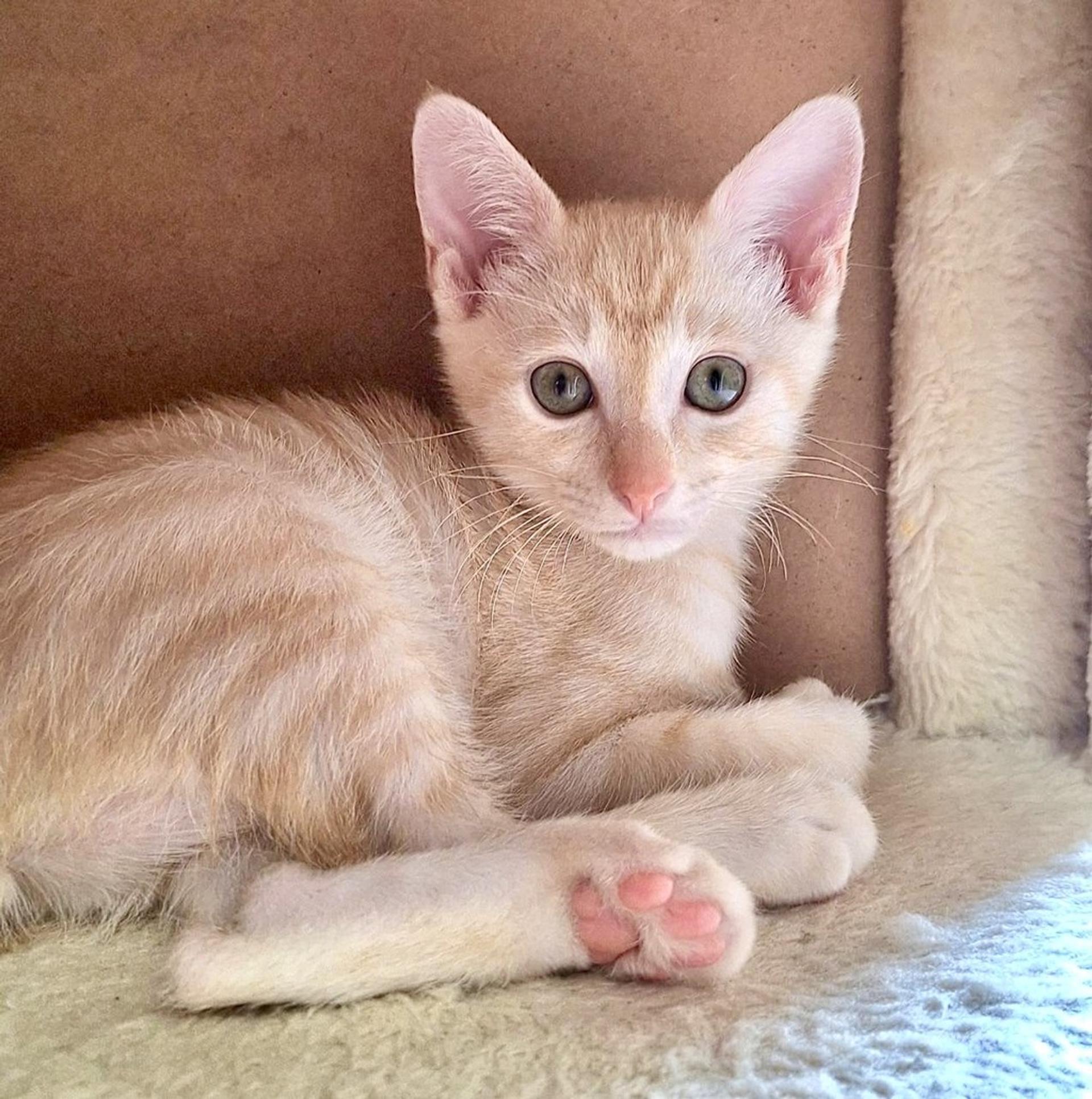 pet-image-2
