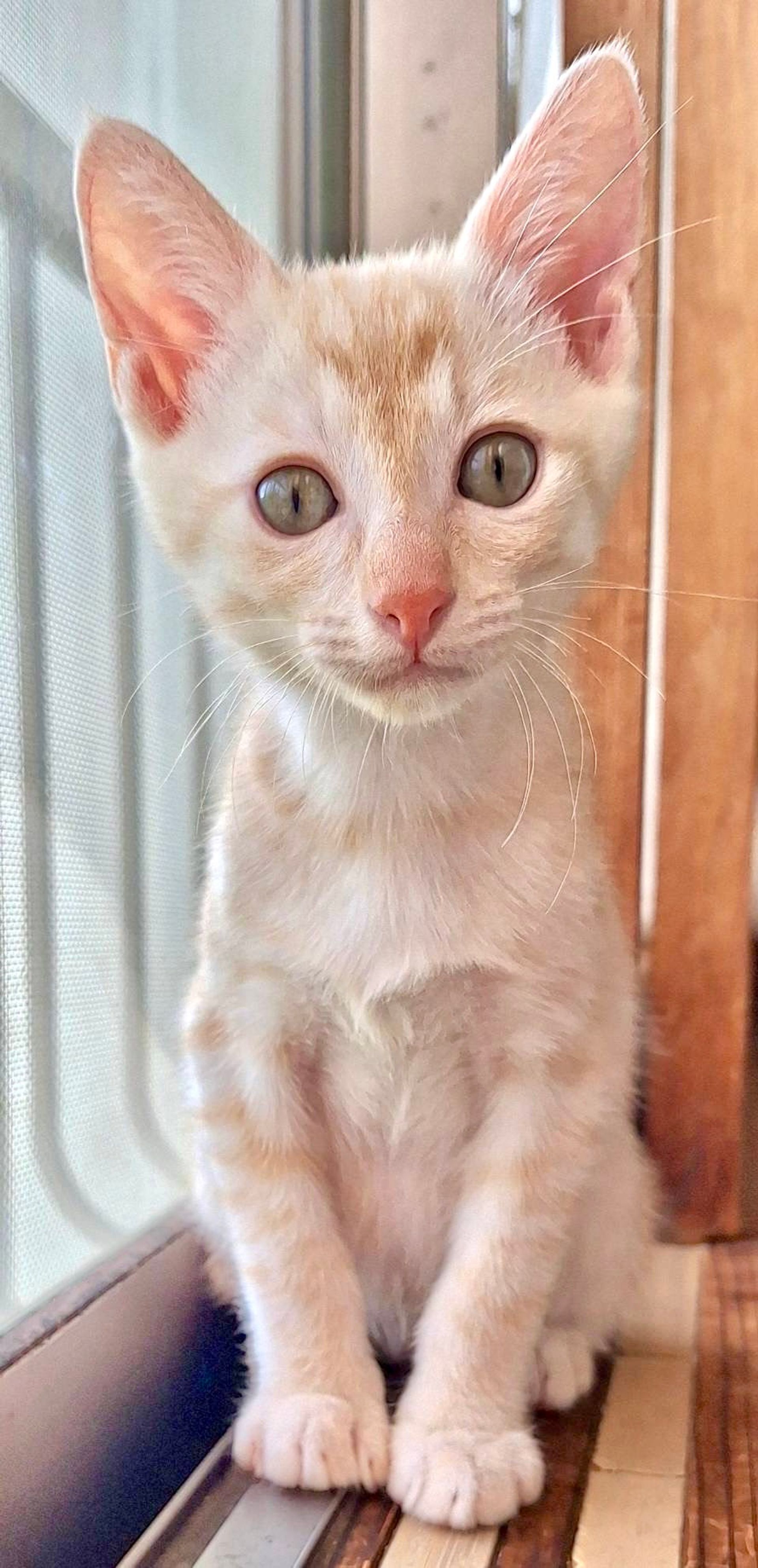 雑種（ミックス猫）・オスの里親募集の写真