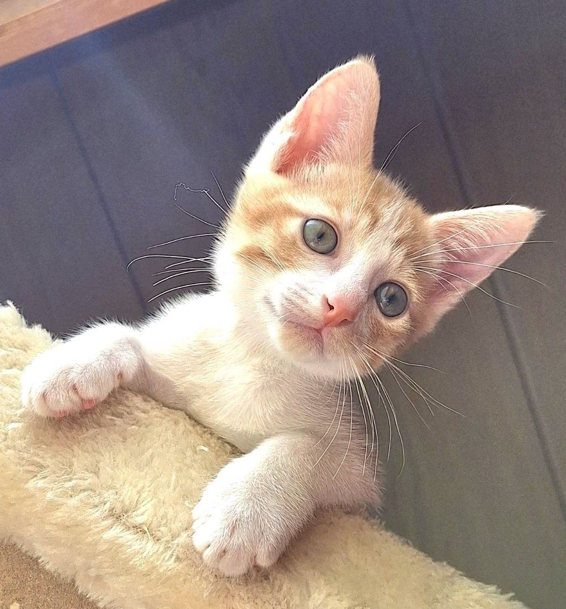 雑種（ミックス猫）・オスの里親募集の写真