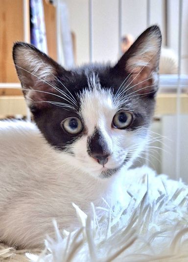 雑種（ミックス猫）・オスの里親募集の写真