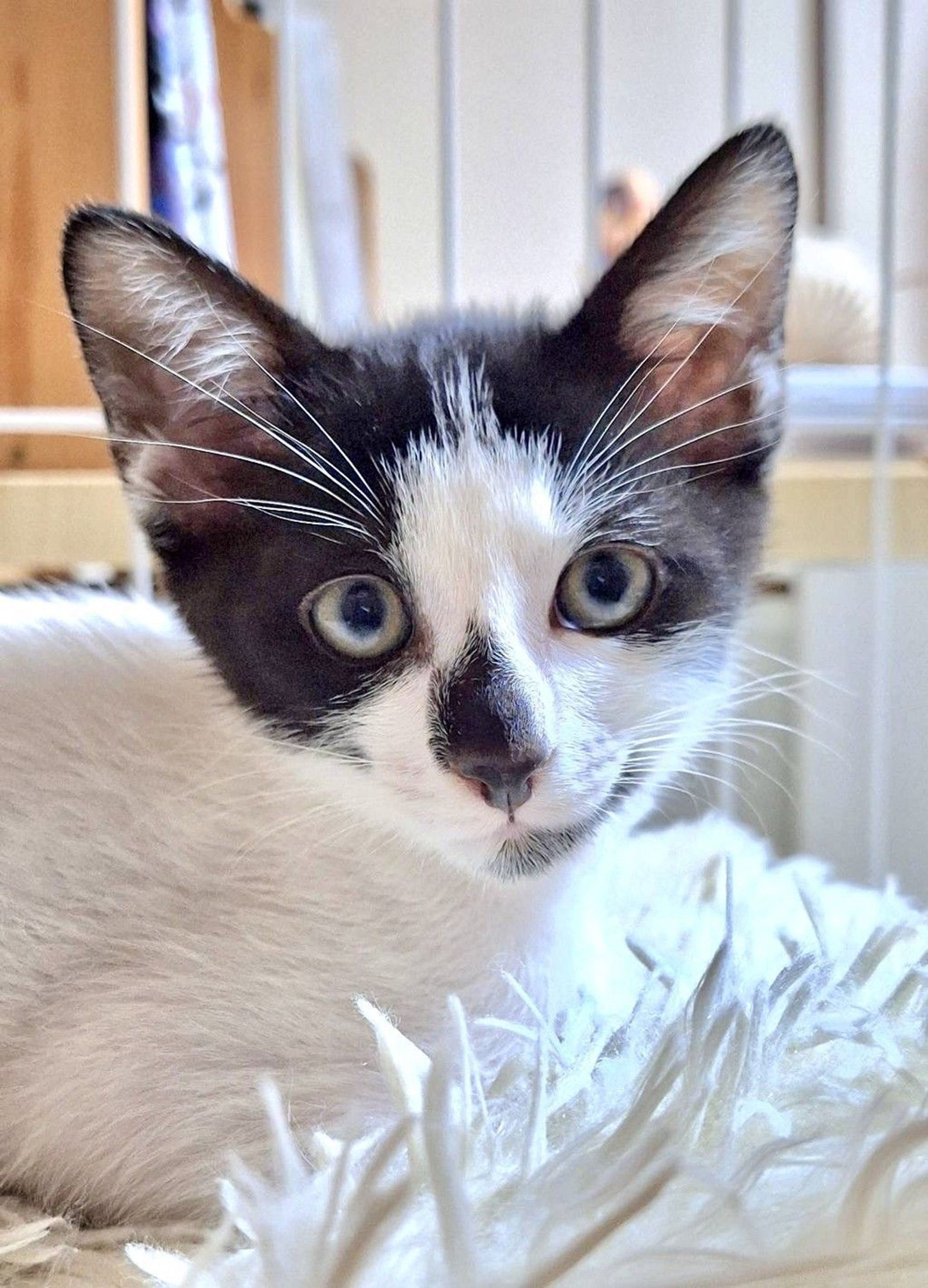 雑種（ミックス猫）・オスの里親募集の写真