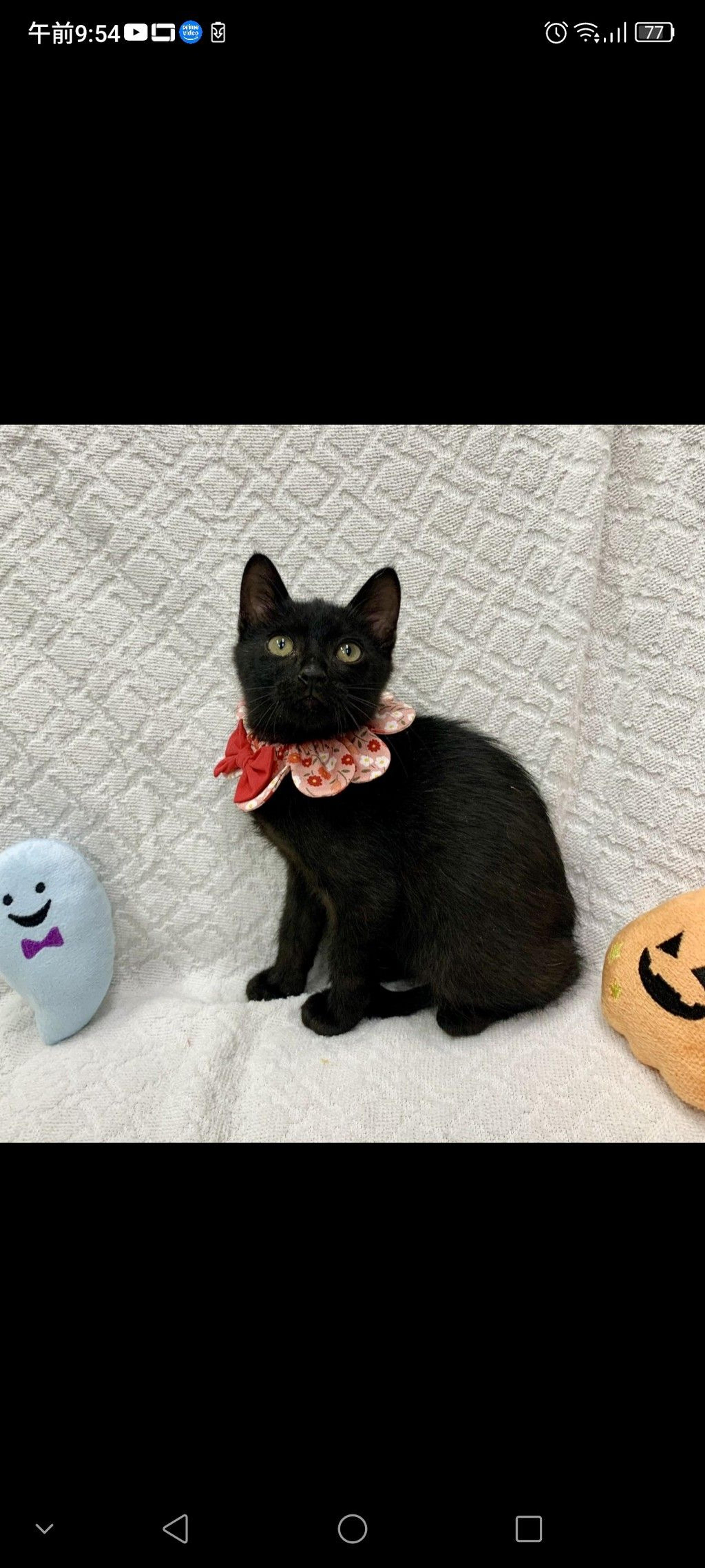 pet-image-3