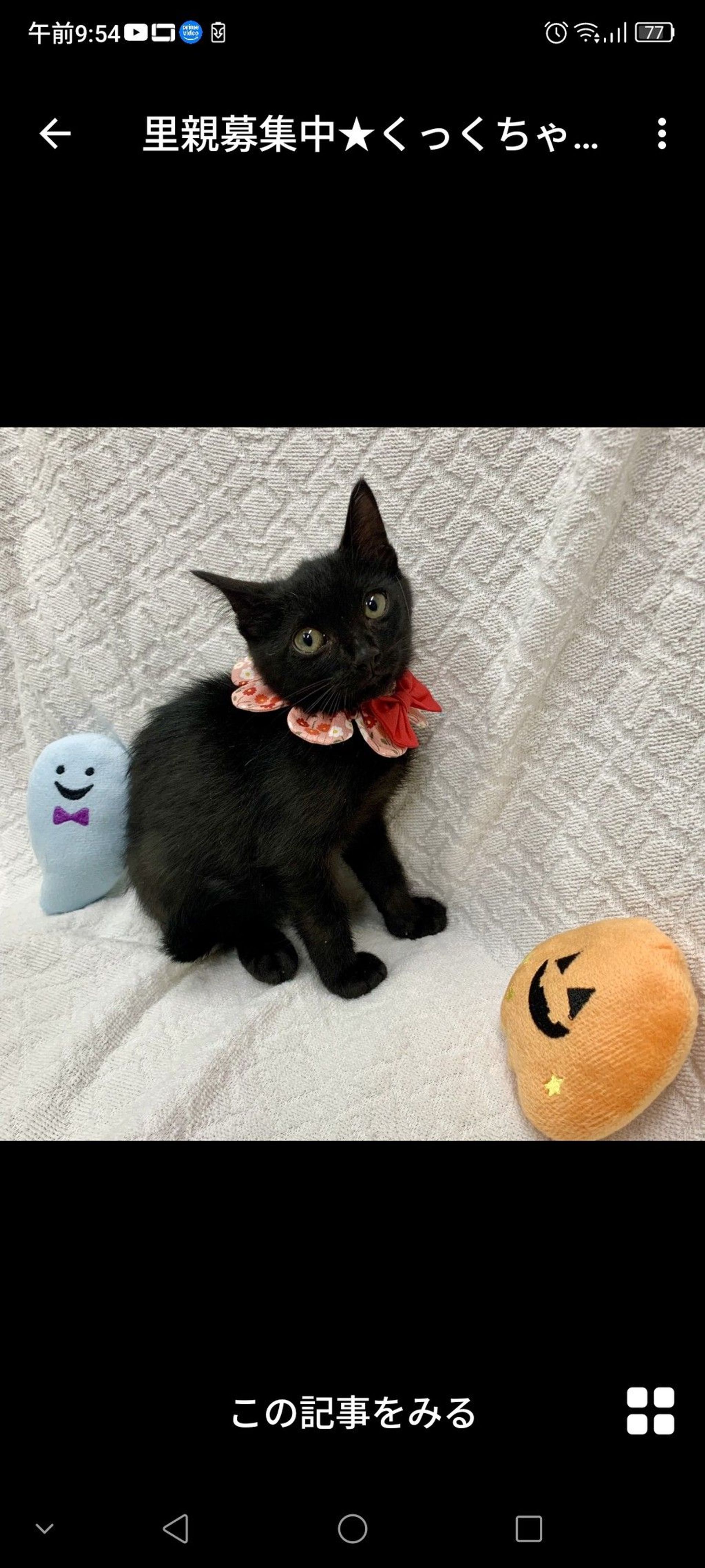 雑種（ミックス猫）・メスの里親募集の写真