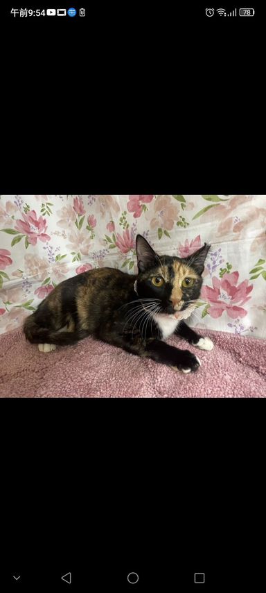 雑種（ミックス猫）・メスの里親募集の写真