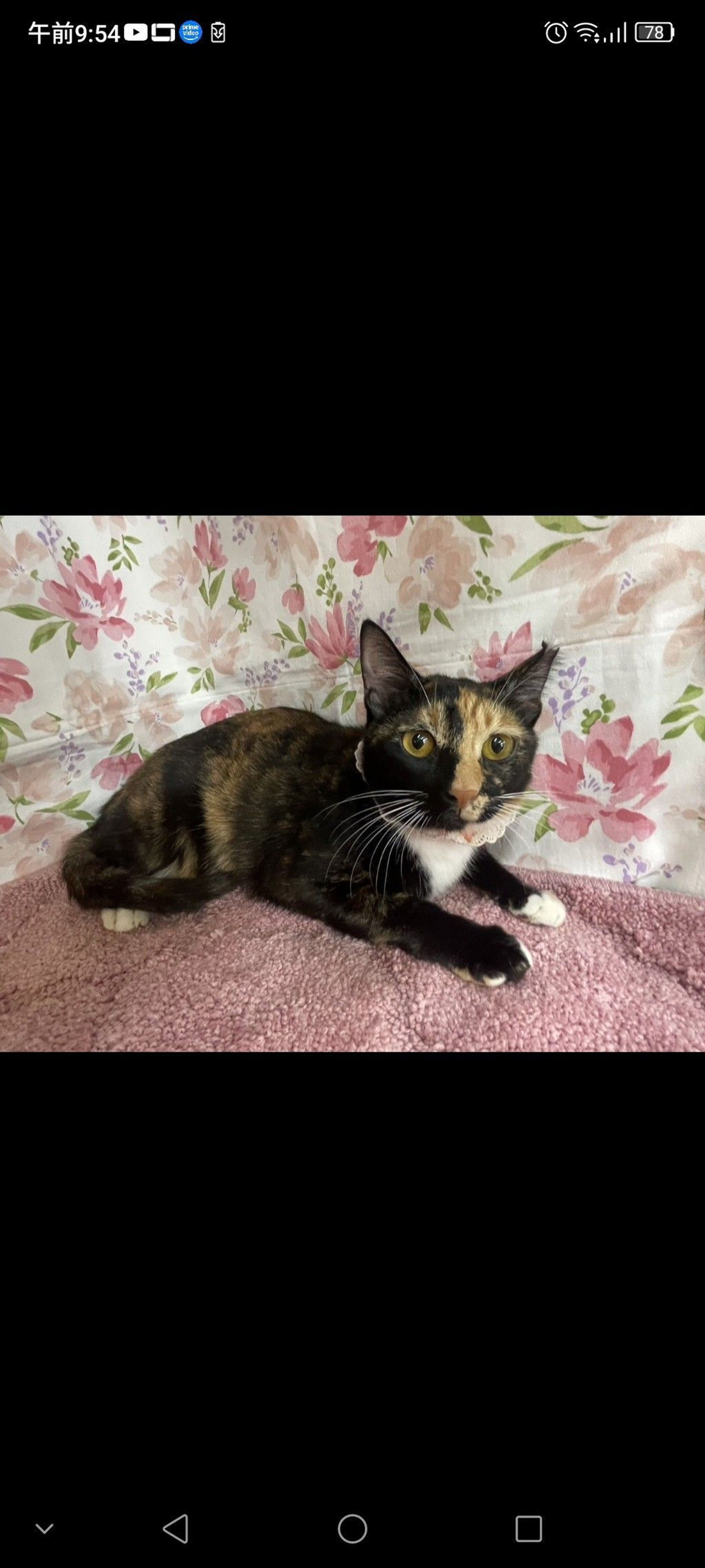 雑種（ミックス猫）・メスの里親募集の写真